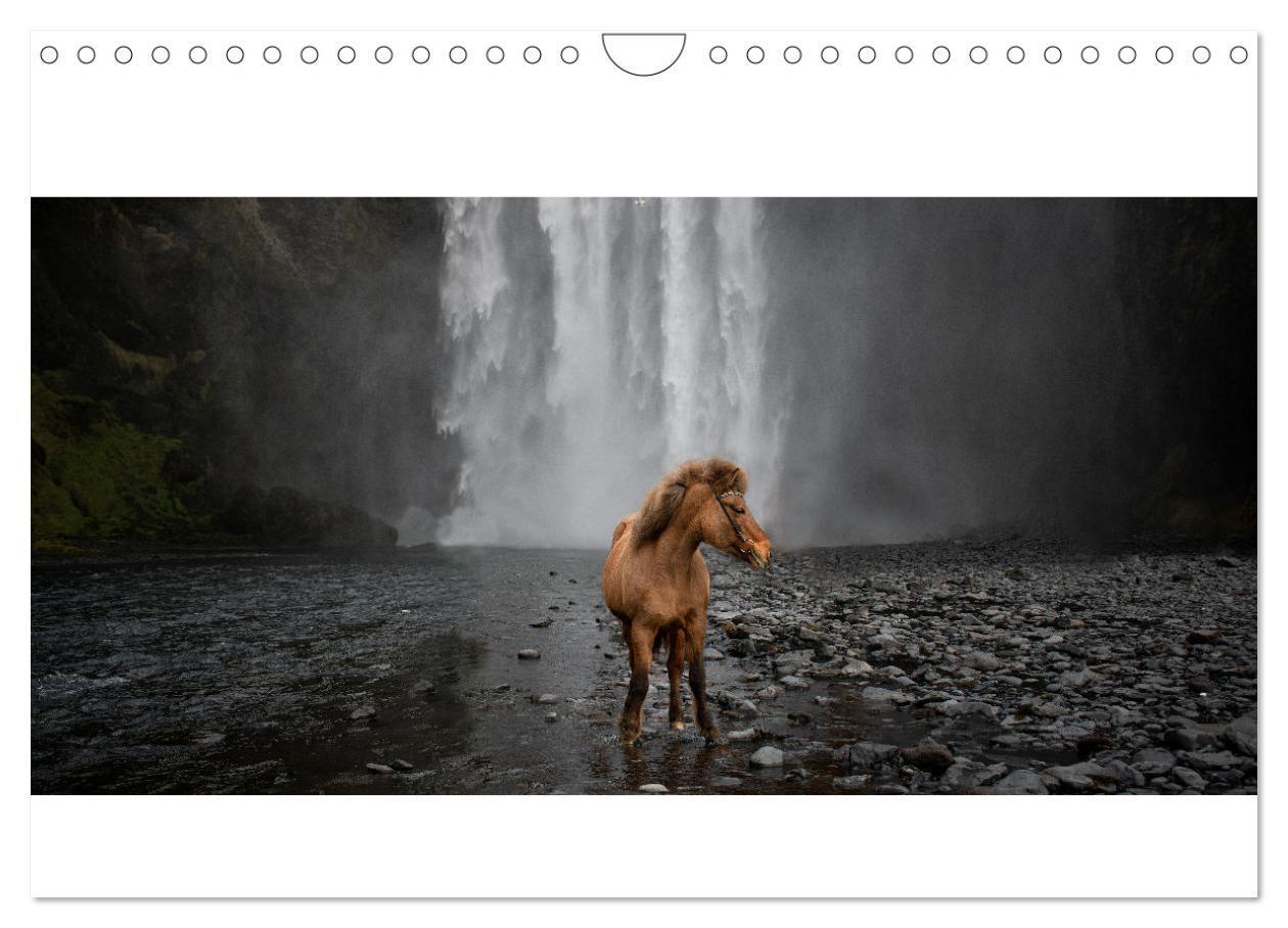 Cover: 9783675623972 | Islandpferde Kalender - Pferde von der Insel aus Feuer und Eis...
