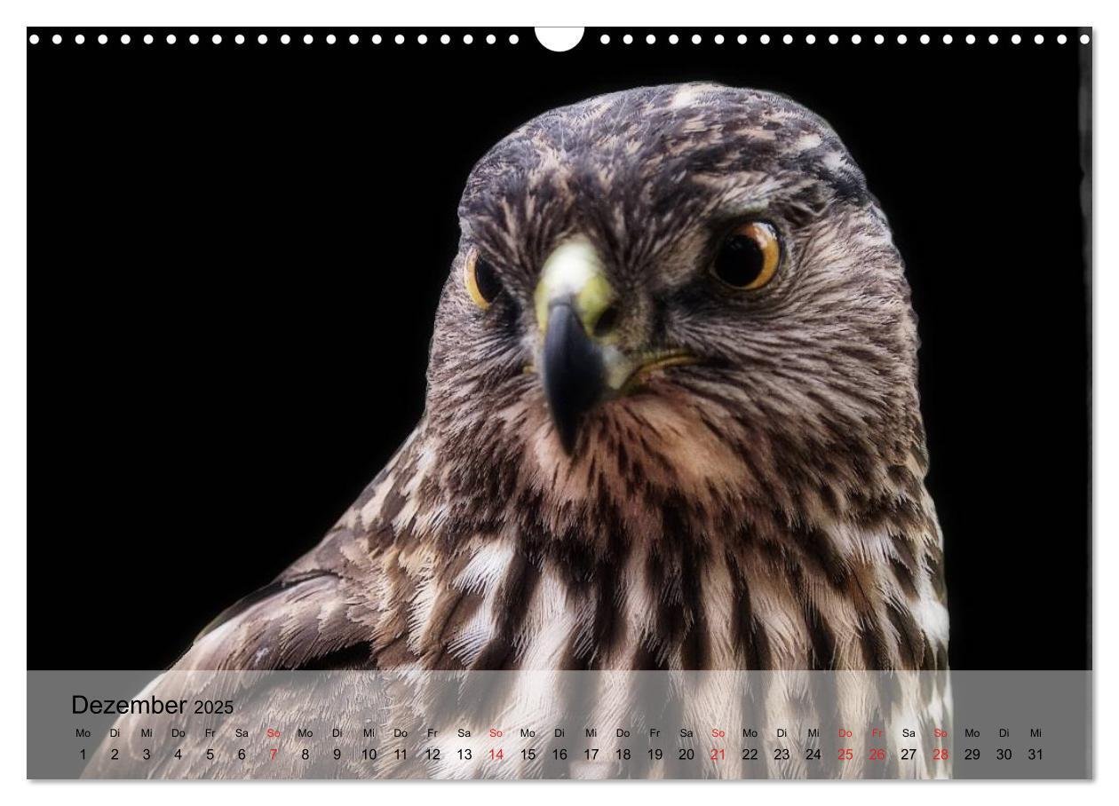 Bild: 9783435651153 | Falken und Greifvögel. Edle Jäger (Wandkalender 2025 DIN A3 quer),...