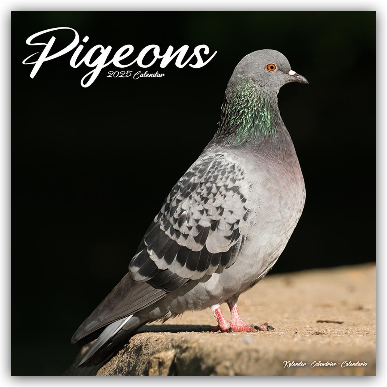 Cover: 9781804604458 | Pigeons - Tauben 2025 - 16-Monatskalender | Avonside Publishing Ltd