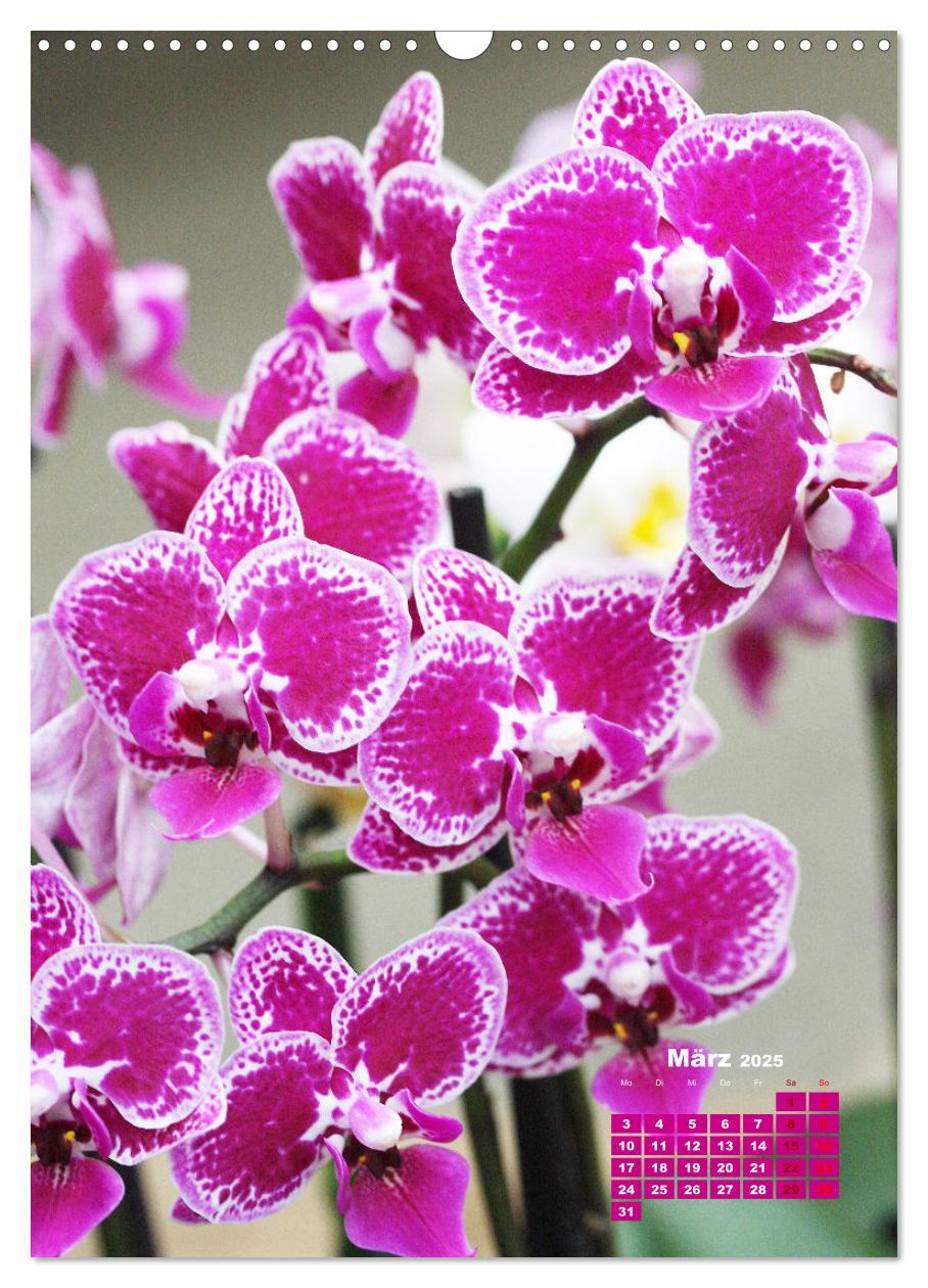 Bild: 9783435903313 | Traumhafte Orchideen (Wandkalender 2025 DIN A3 hoch), CALVENDO...