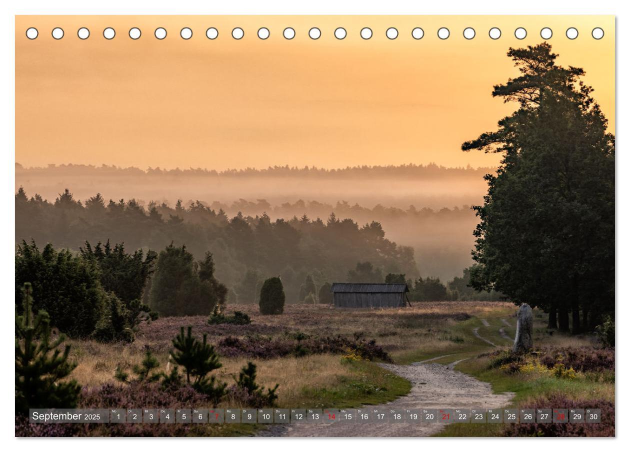 Bild: 9783383853005 | Die Lüneburger Heide - In voller Blüte (Tischkalender 2025 DIN A5...