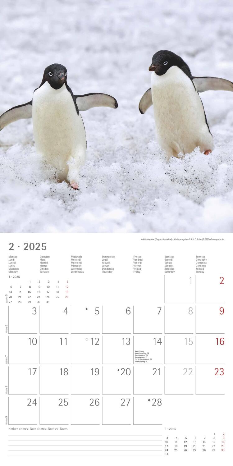 Bild: 4251732343101 | Pinguine 2025 - Broschürenkalender 30x30 cm (30x60 geöffnet) -...