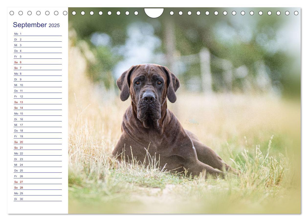 Bild: 9783435102235 | Japans Seelenhunde (Wandkalender 2025 DIN A4 quer), CALVENDO...