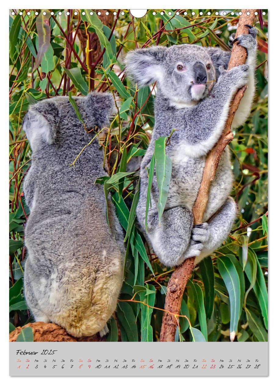 Bild: 9783435950249 | Koala, kleiner Bär (Wandkalender 2025 DIN A3 hoch), CALVENDO...