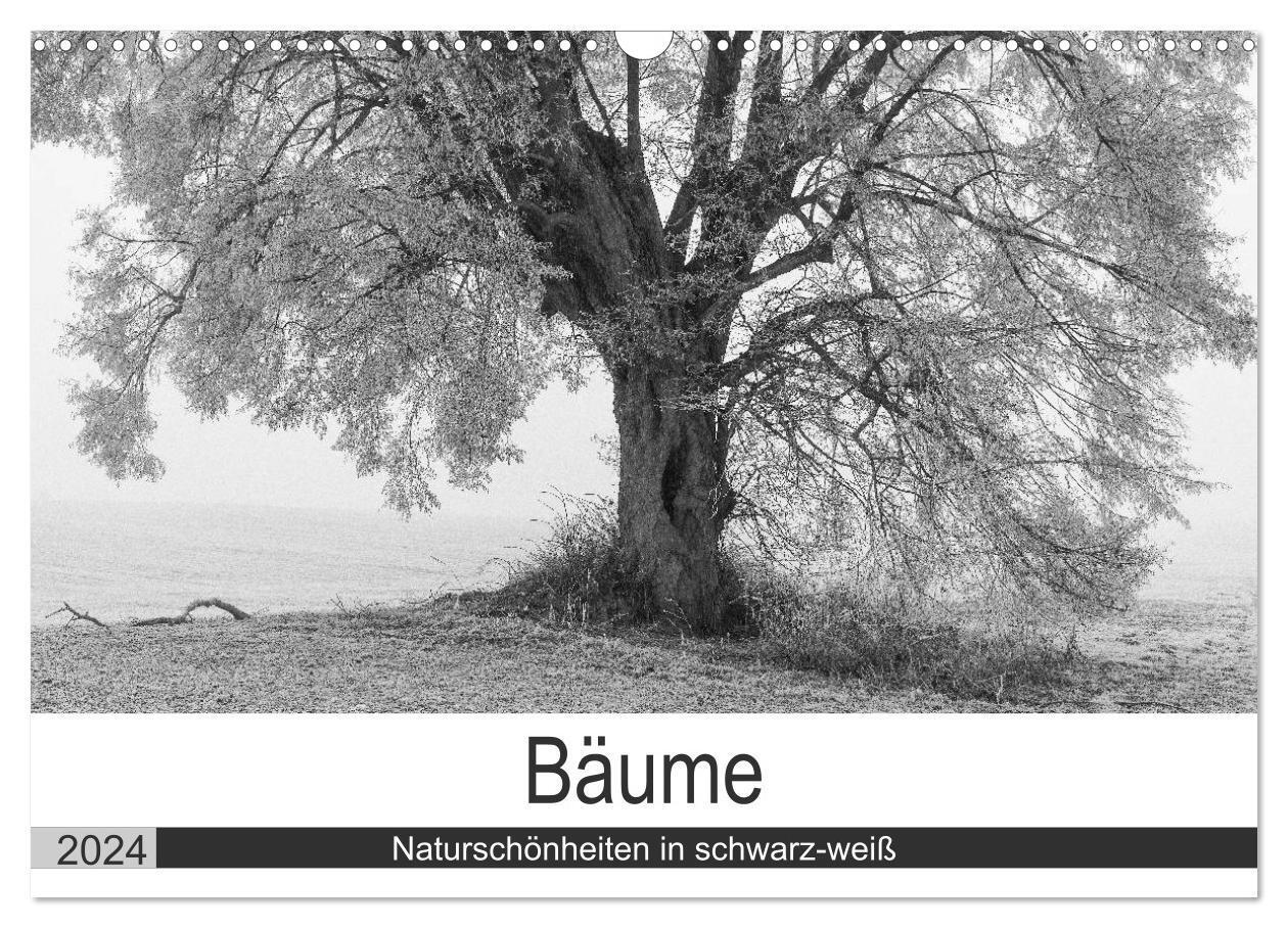 Cover: 9783675765719 | Bäume - Naturschönheiten in schwarz-weiß (Wandkalender 2024 DIN A3...