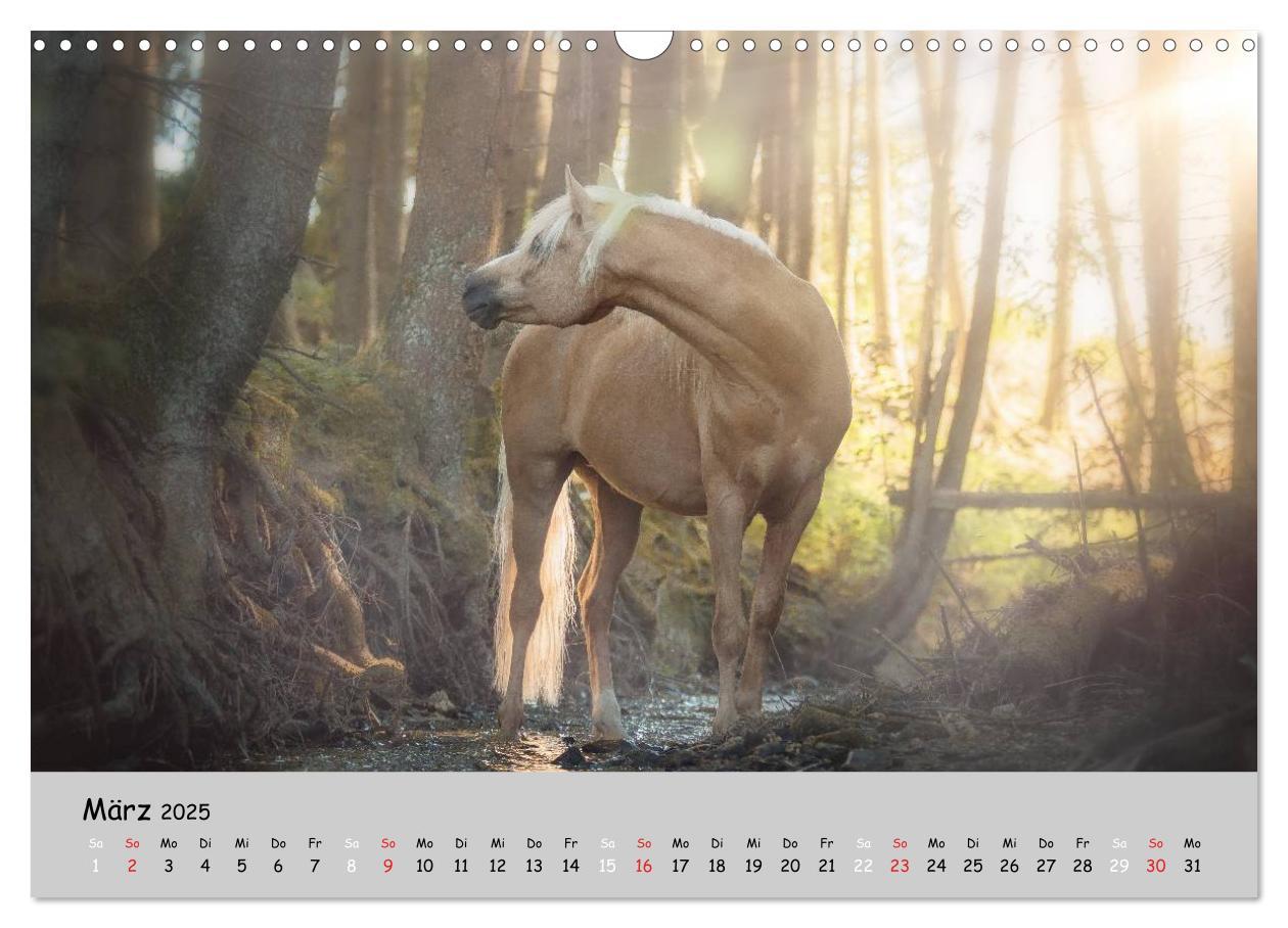 Bild: 9783435563371 | Pferde - Anmut und Stärke gepaart mit Magie (Wandkalender 2025 DIN...