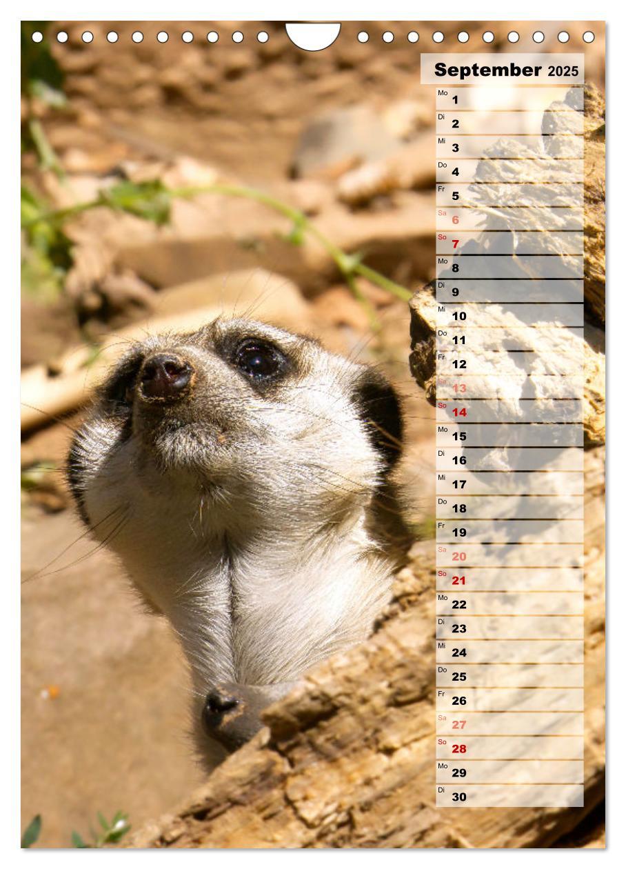 Bild: 9783435890996 | Erdmännchen, putzige Kerlchen mit großen Knopfaugen (Wandkalender...