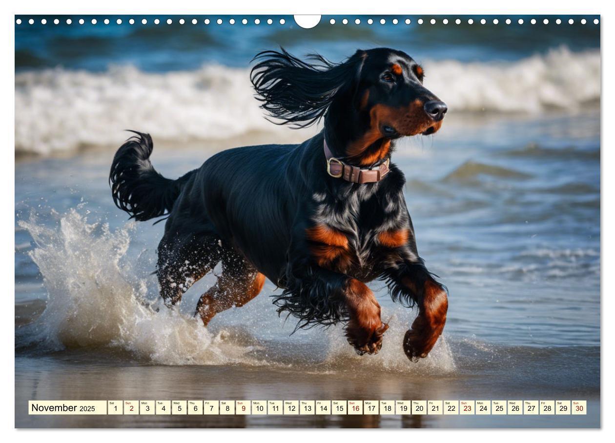 Bild: 9781325979608 | Gordon Setter - elegant powerhouse (Wall Calendar 2025 DIN A3...