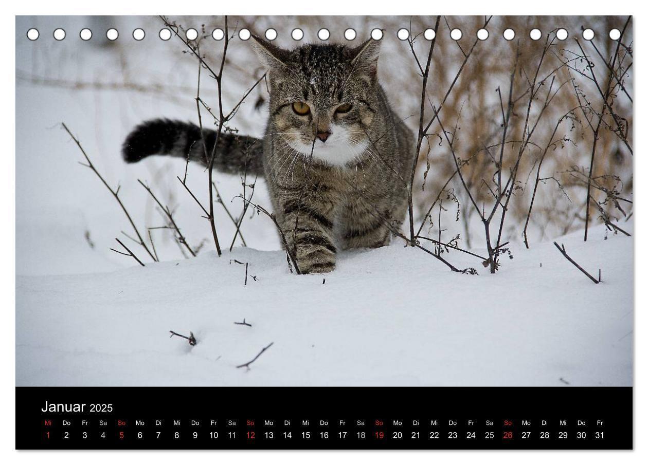 Bild: 9783435519729 | Haustiger - Ein Katzenkalender (Tischkalender 2025 DIN A5 quer),...