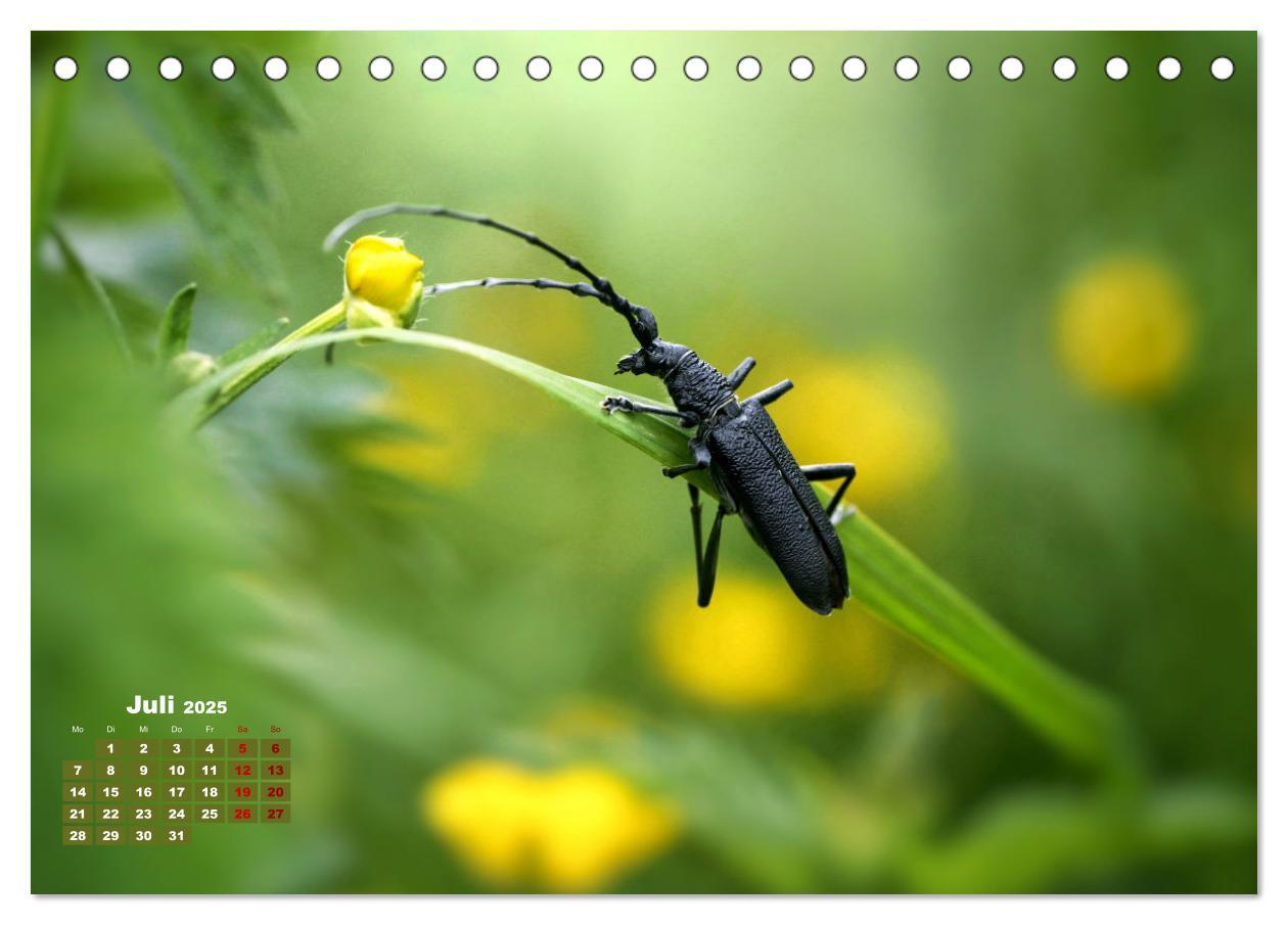 Bild: 9783383772054 | Klein aber oho. Die bunte Welt der Insekten (Tischkalender 2025 DIN...