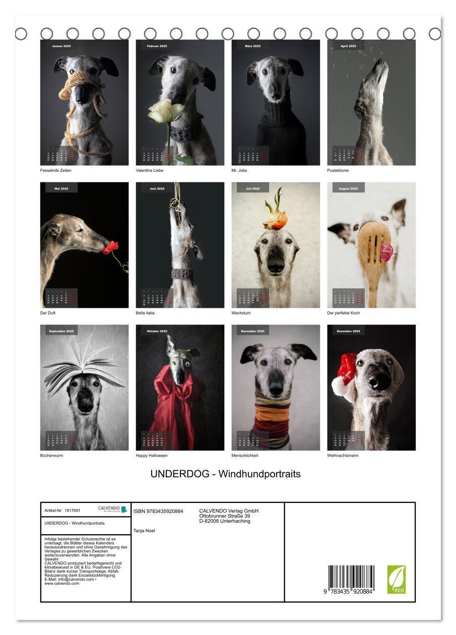 Bild: 9783435920884 | UNDERDOG - Windhundportraits (Tischkalender 2025 DIN A5 hoch),...