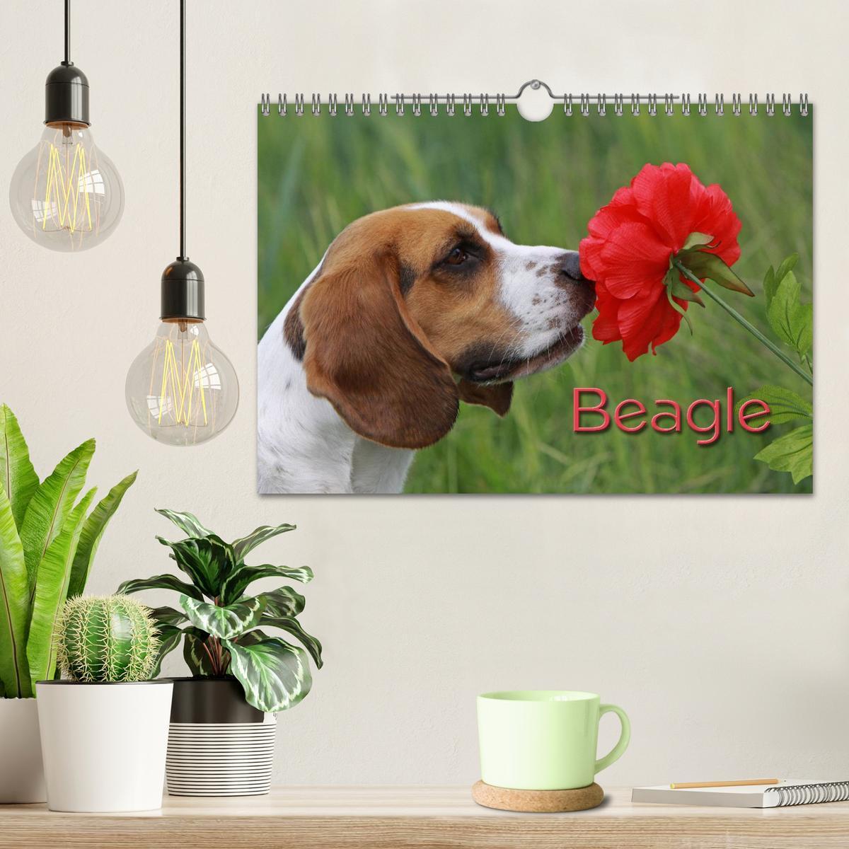 Bild: 9783435746859 | Beagle (Wandkalender 2025 DIN A4 quer), CALVENDO Monatskalender | Berg