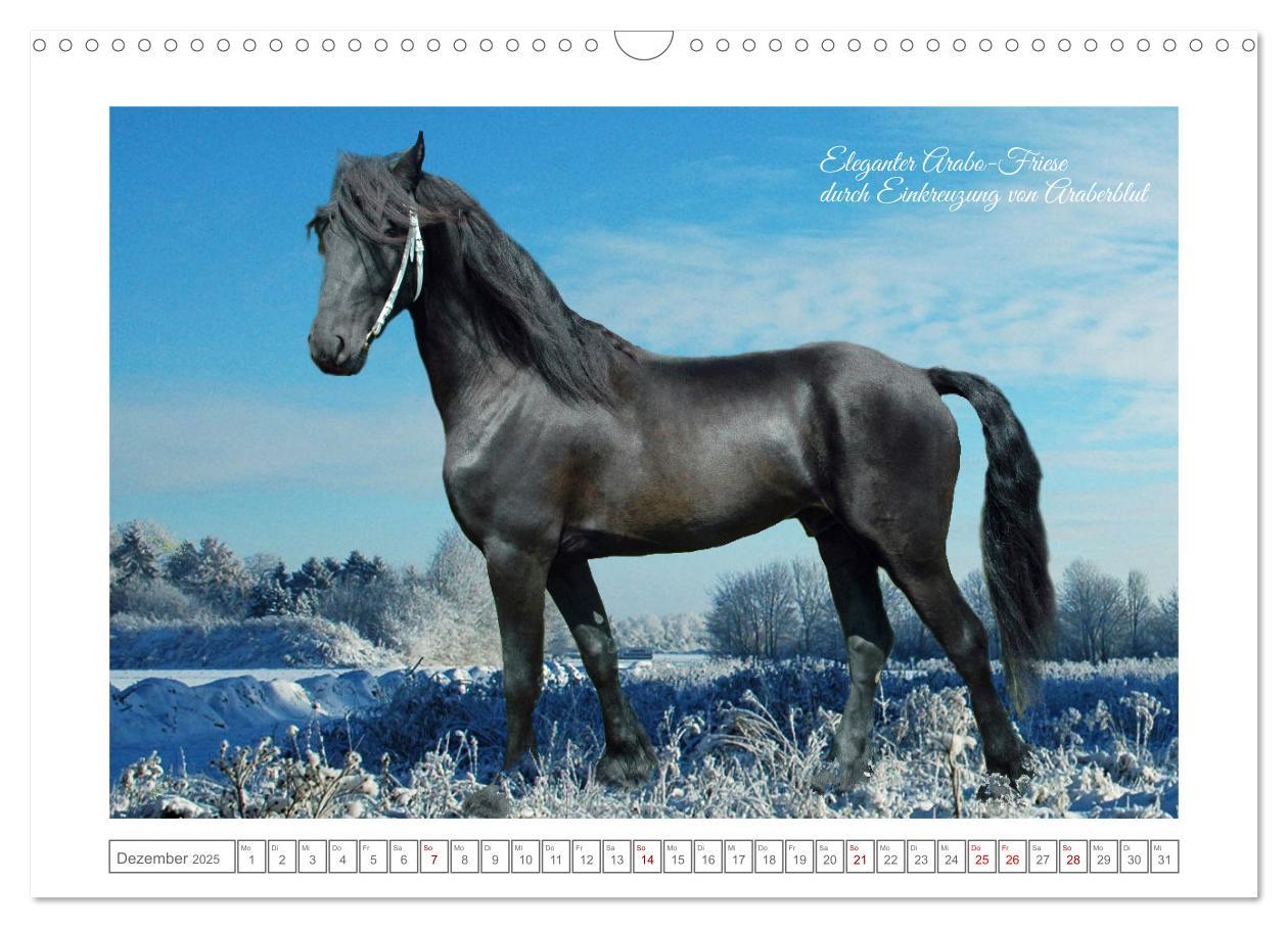 Bild: 9783383909085 | Friesen - elegant und kraftvoll (Wandkalender 2025 DIN A3 quer),...