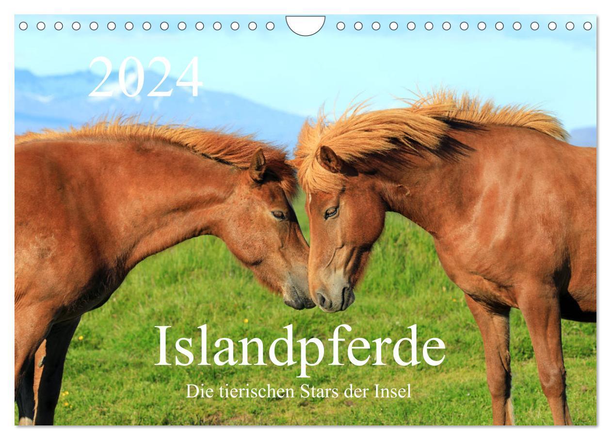 Cover: 9783675453531 | Islandpferde - Die tierischen Stars der Insel (Wandkalender 2024...
