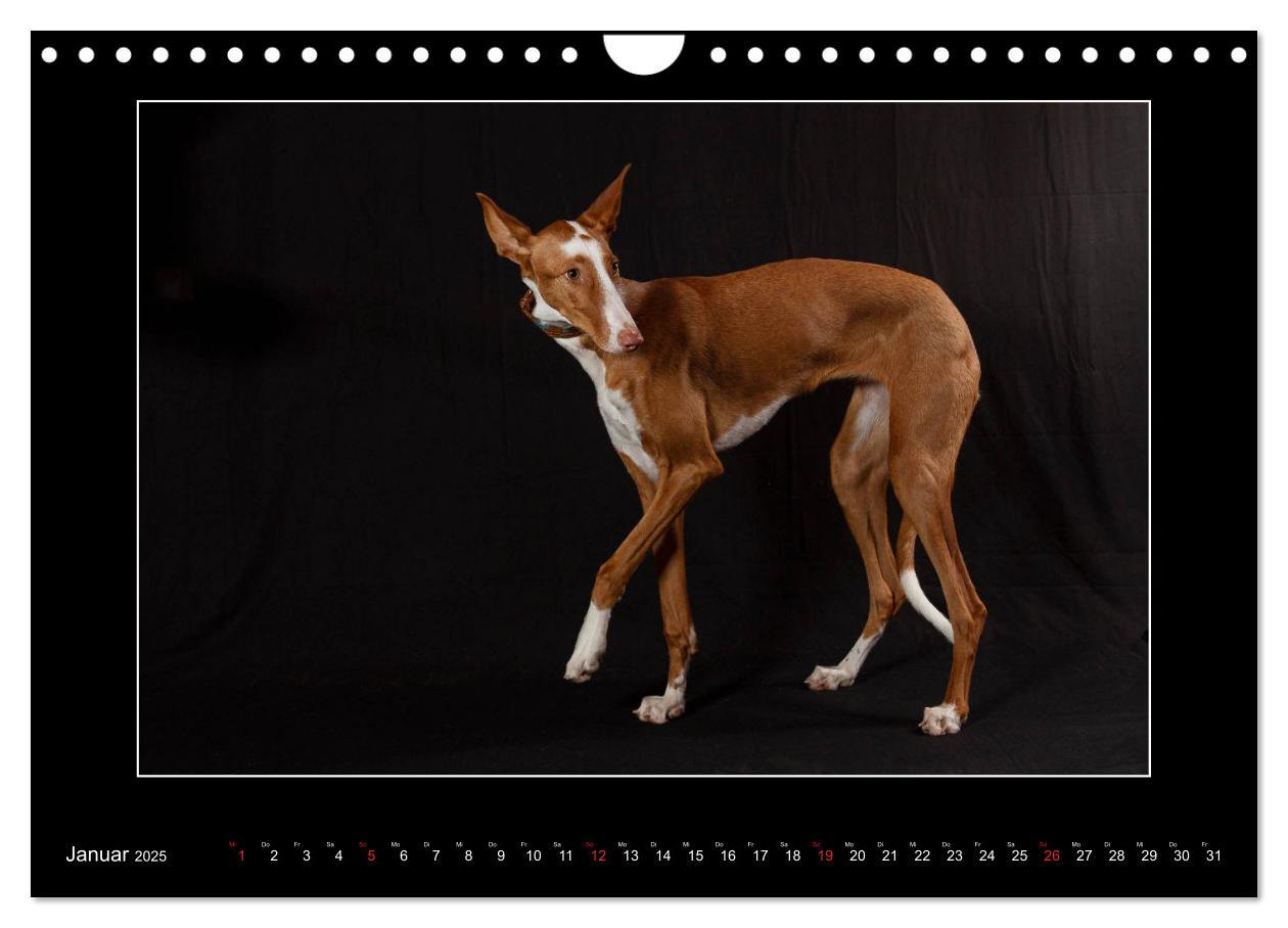 Bild: 9783435177707 | Windhunde - Schnelle Schönheiten (Wandkalender 2025 DIN A4 quer),...