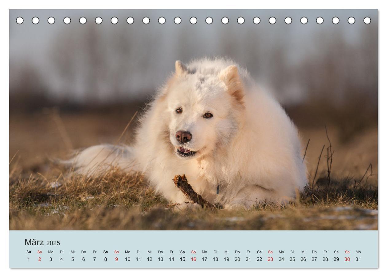 Bild: 9783435476244 | Samojeden - Liebenswerte Fellkugeln (Tischkalender 2025 DIN A5...