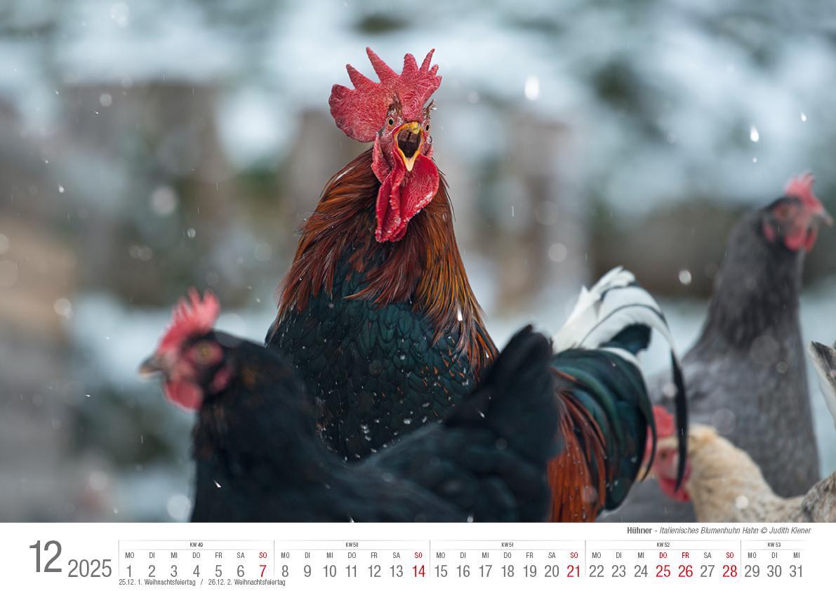 Bild: 9783965352353 | Hühner 2025 Bildkalender A3 quer - Judith Kiener &amp; Oliver Giel | Klaes