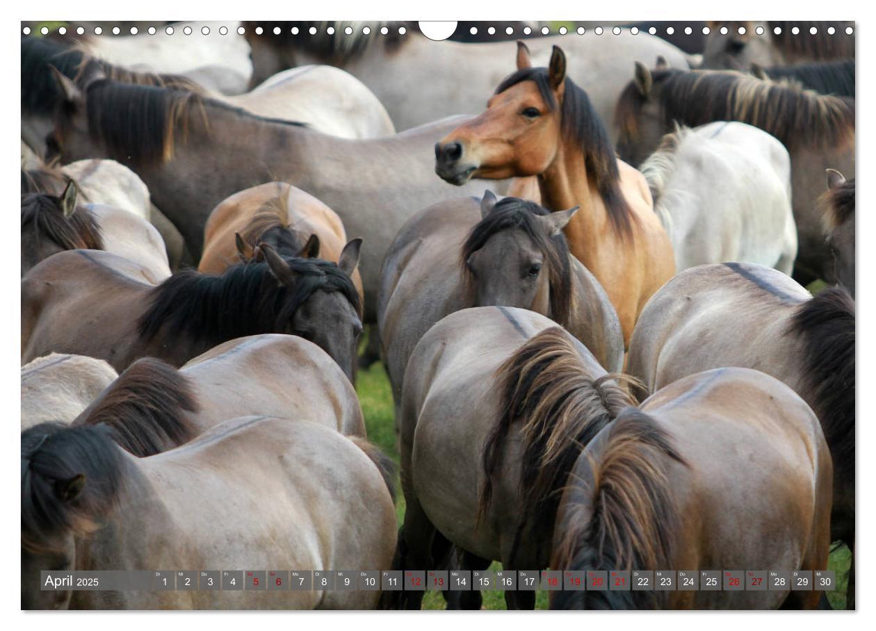 Bild: 9783435411573 | Dülmener Wildpferde - Wildpferde im Meerfelder Bruch (Wandkalender...