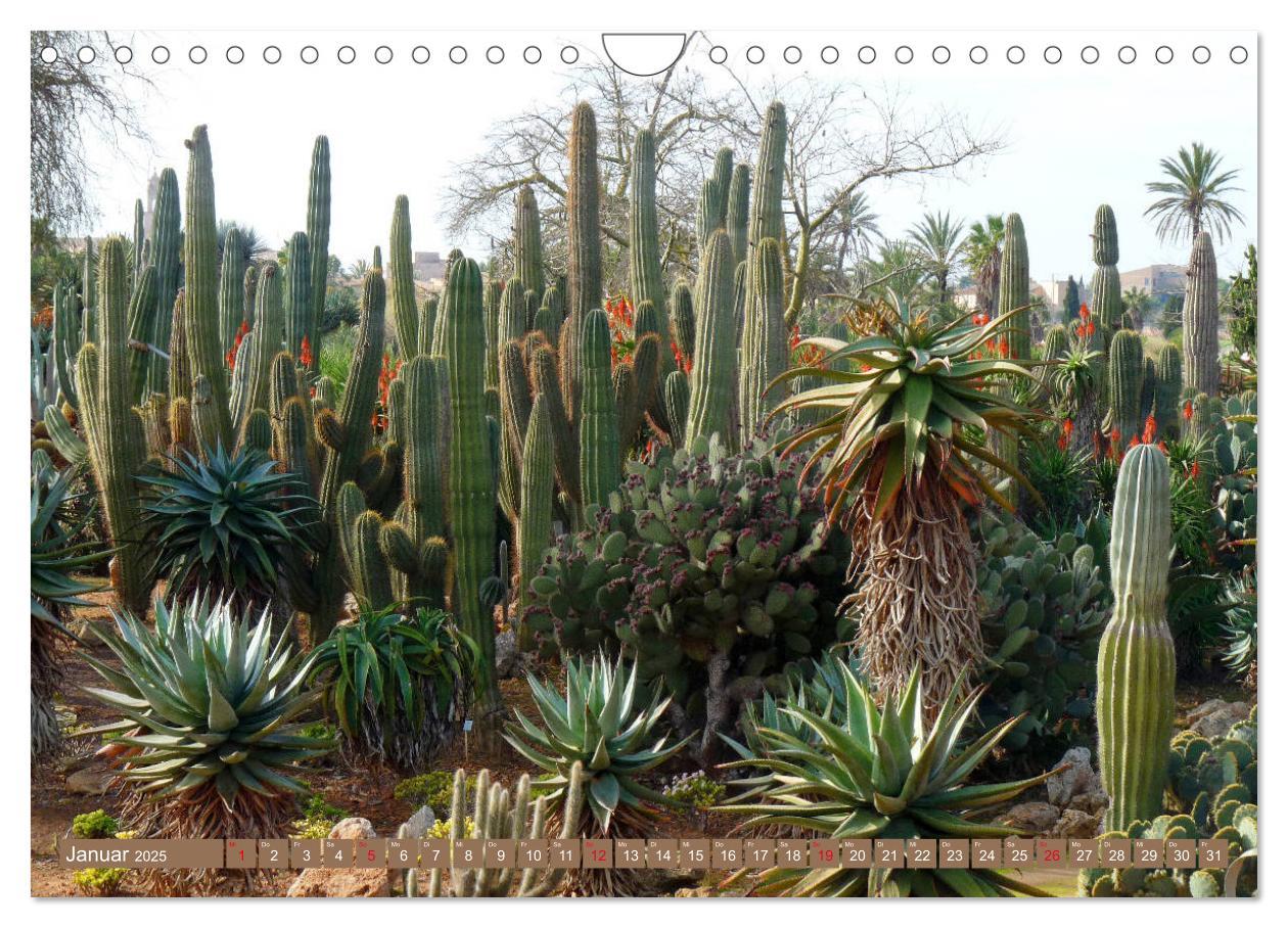 Bild: 9783435337064 | BOTANICACTUS Mallorcas Kakteengarten (Wandkalender 2025 DIN A4...