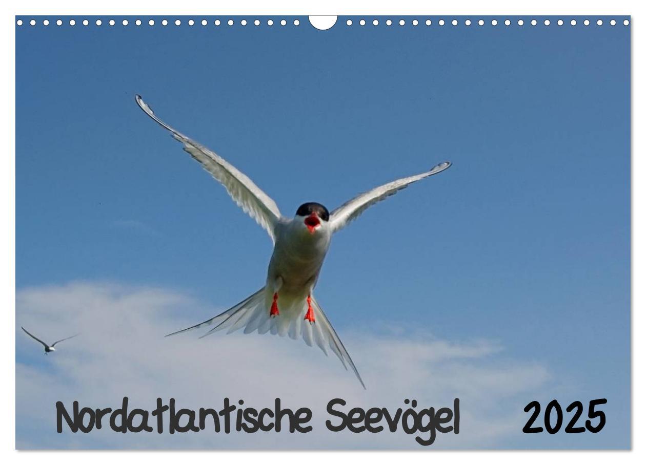 Cover: 9783435802562 | Nordatlantische Seevögel (Wandkalender 2025 DIN A3 quer), CALVENDO...