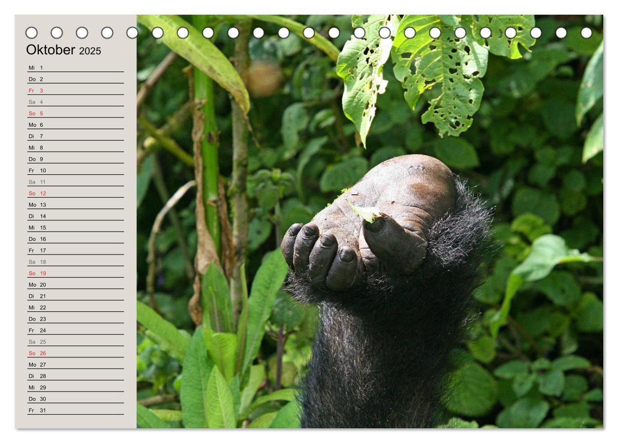 Bild: 9783435523641 | Berggorillas - die sanften Riesen (Tischkalender 2025 DIN A5 quer),...