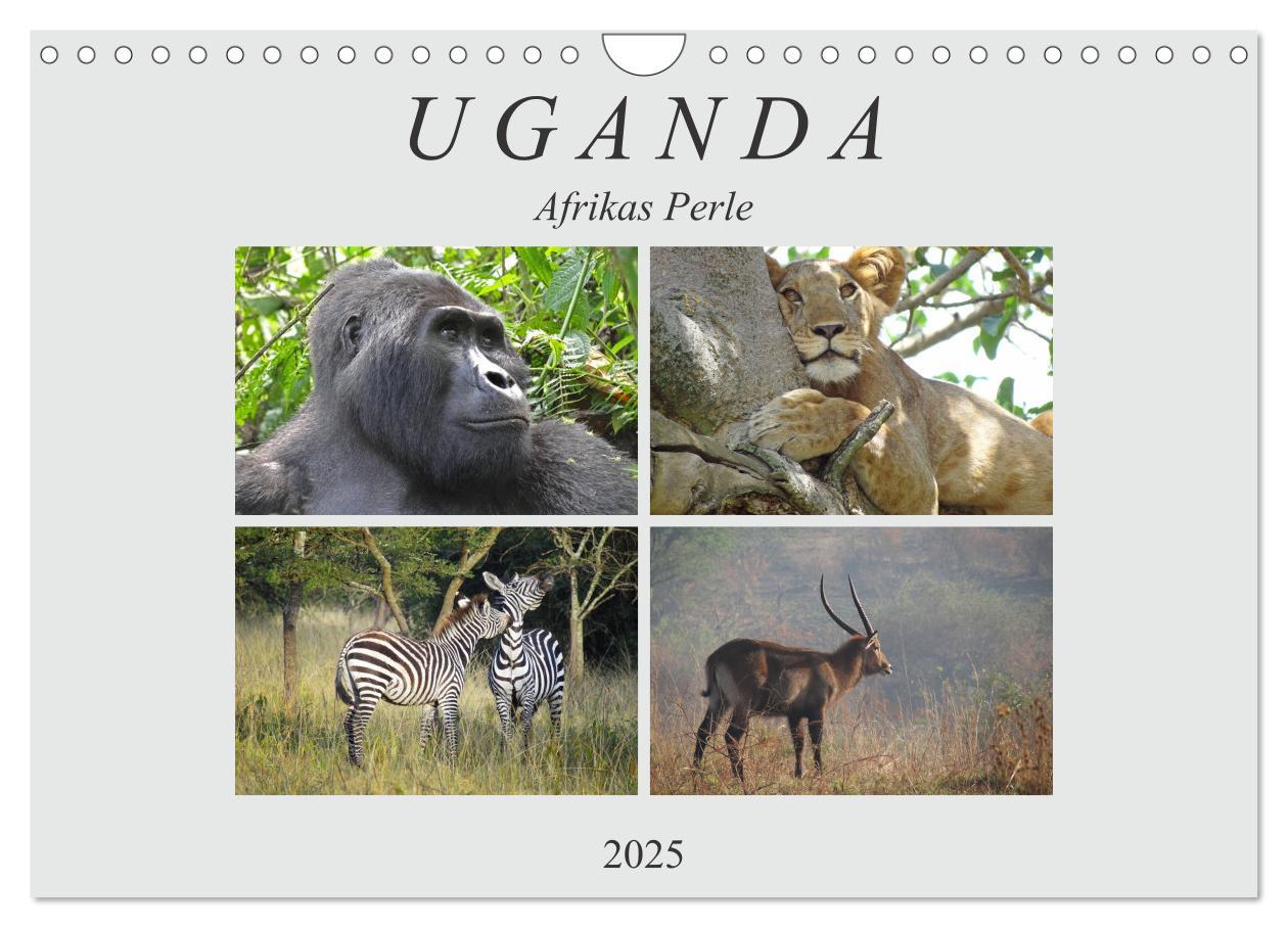 Cover: 9783435254811 | Afrikas Perle Uganda (Wandkalender 2025 DIN A4 quer), CALVENDO...