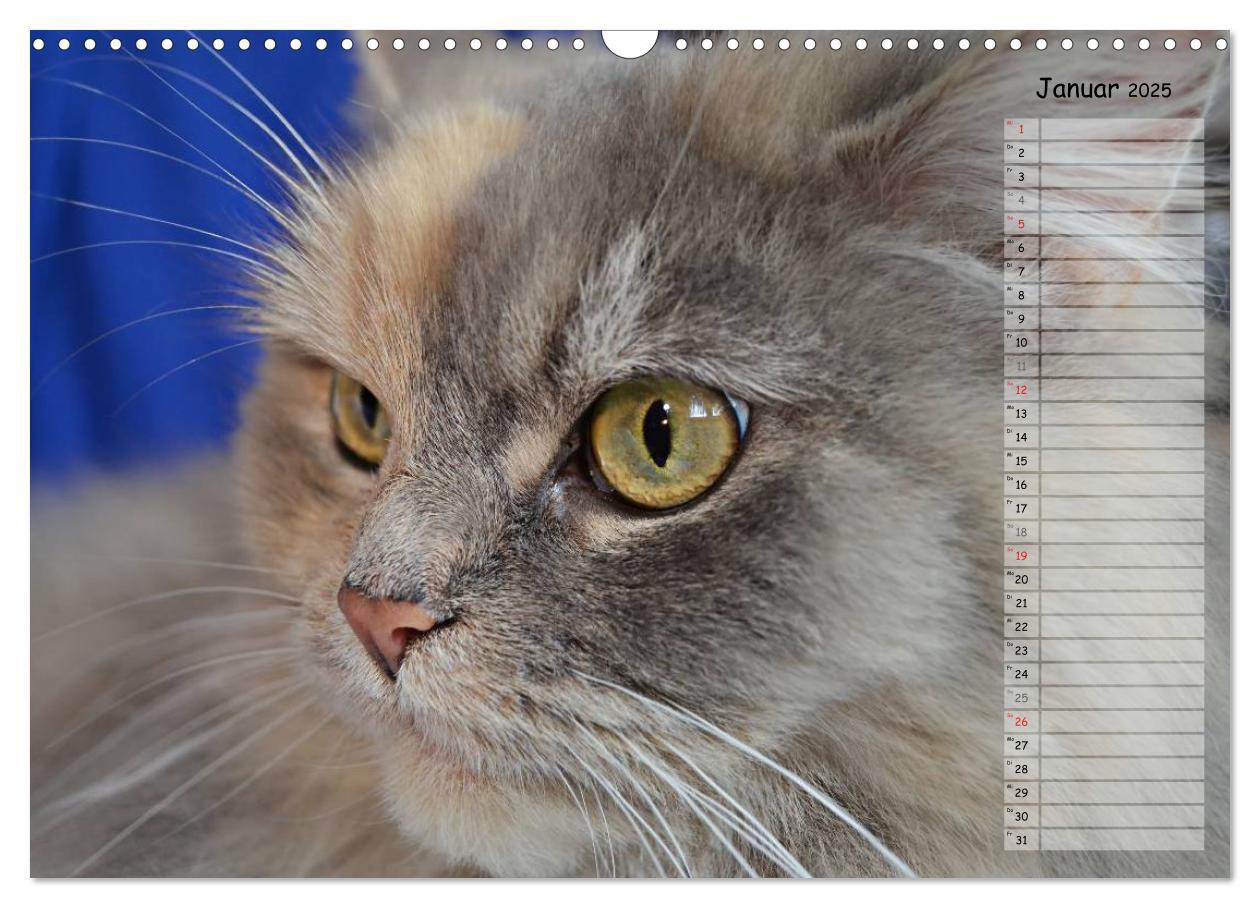 Bild: 9783435733859 | Katzen im Porträt / Geburtstagskalender (Wandkalender 2025 DIN A3...