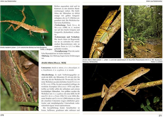 Bild: 9783866590915 | Anolis | Im Biotop und Terrarium | Axel Flaschendräger (u. a.) | Buch