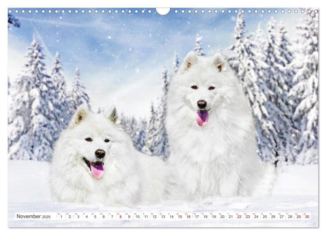 Bild: 9783457170045 | Der Samojede - Schönheit des Nordens (Wandkalender 2025 DIN A3...