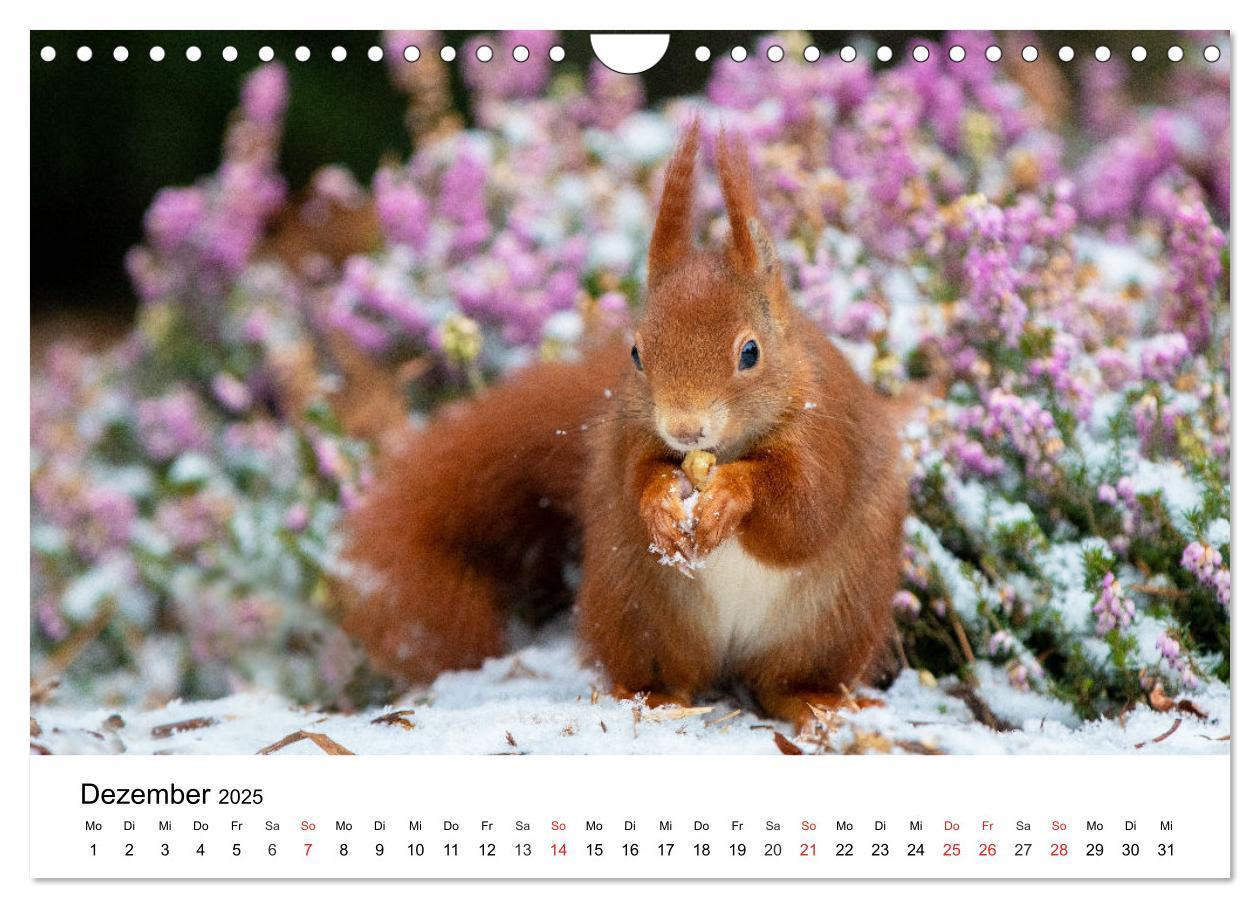 Bild: 9783435584390 | Eichhörnchen - Kleine Kobolde im Roten Pelz (Wandkalender 2025 DIN...