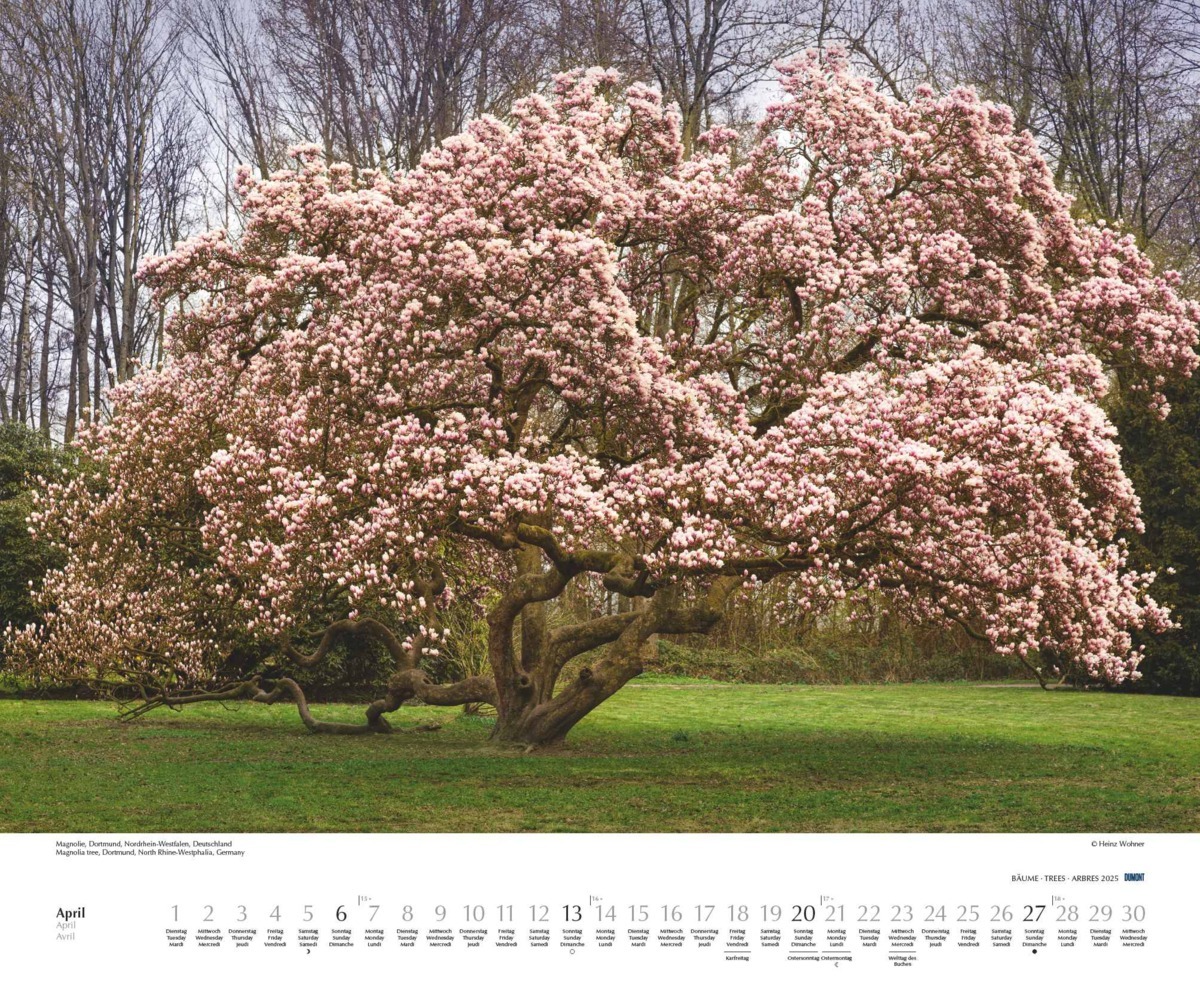 Bild: 4250809652733 | DUMONT - Bäume 2025 Wandkalender, 60x50cm, Fotokunst-Kalender mit...