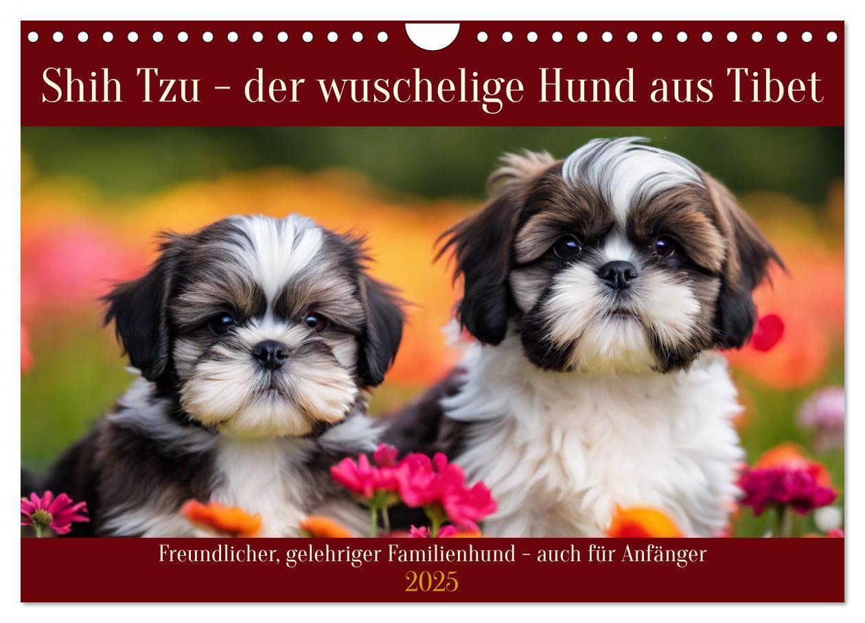 Cover: 9783435639564 | Shih Tzu - der wuschelige Hund aus Tibet (Wandkalender 2025 DIN A4...