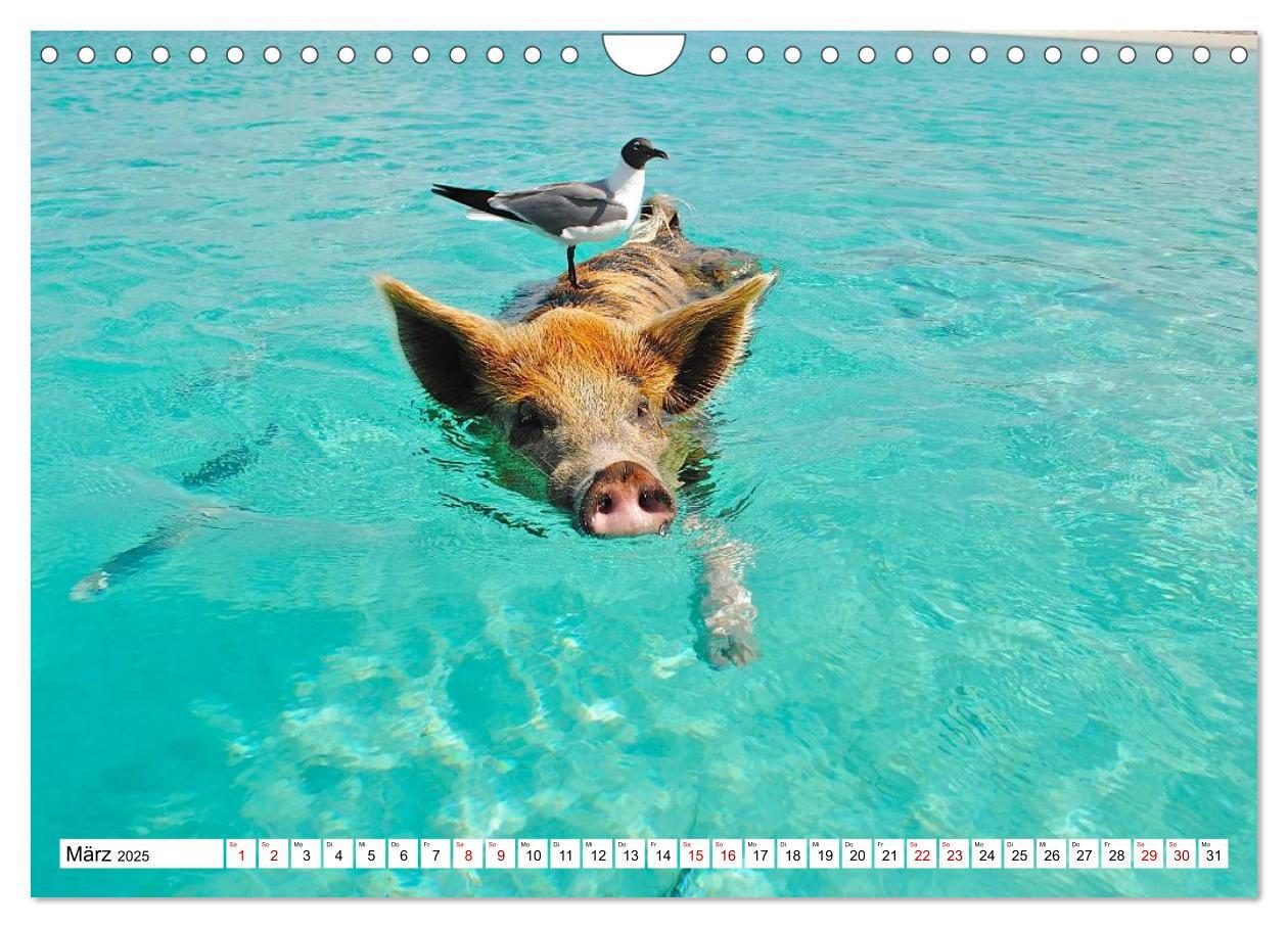 Bild: 9783435421459 | Schweine im Dauerurlaub auf den Bahamas! (Wandkalender 2025 DIN A4...