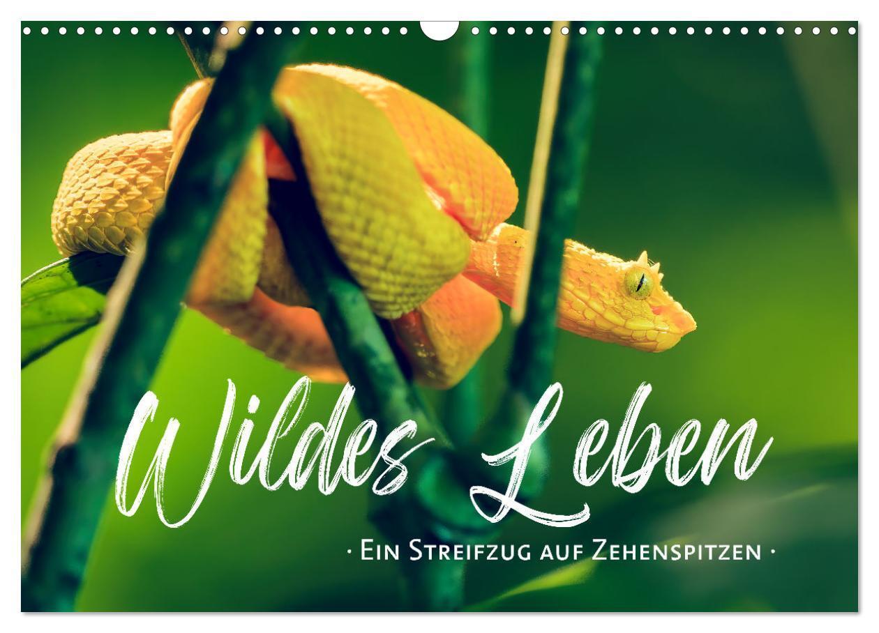 Cover: 9783383815805 | Wildes Leben - Ein Streifzug auf Zehenspitzen (Wandkalender 2025...