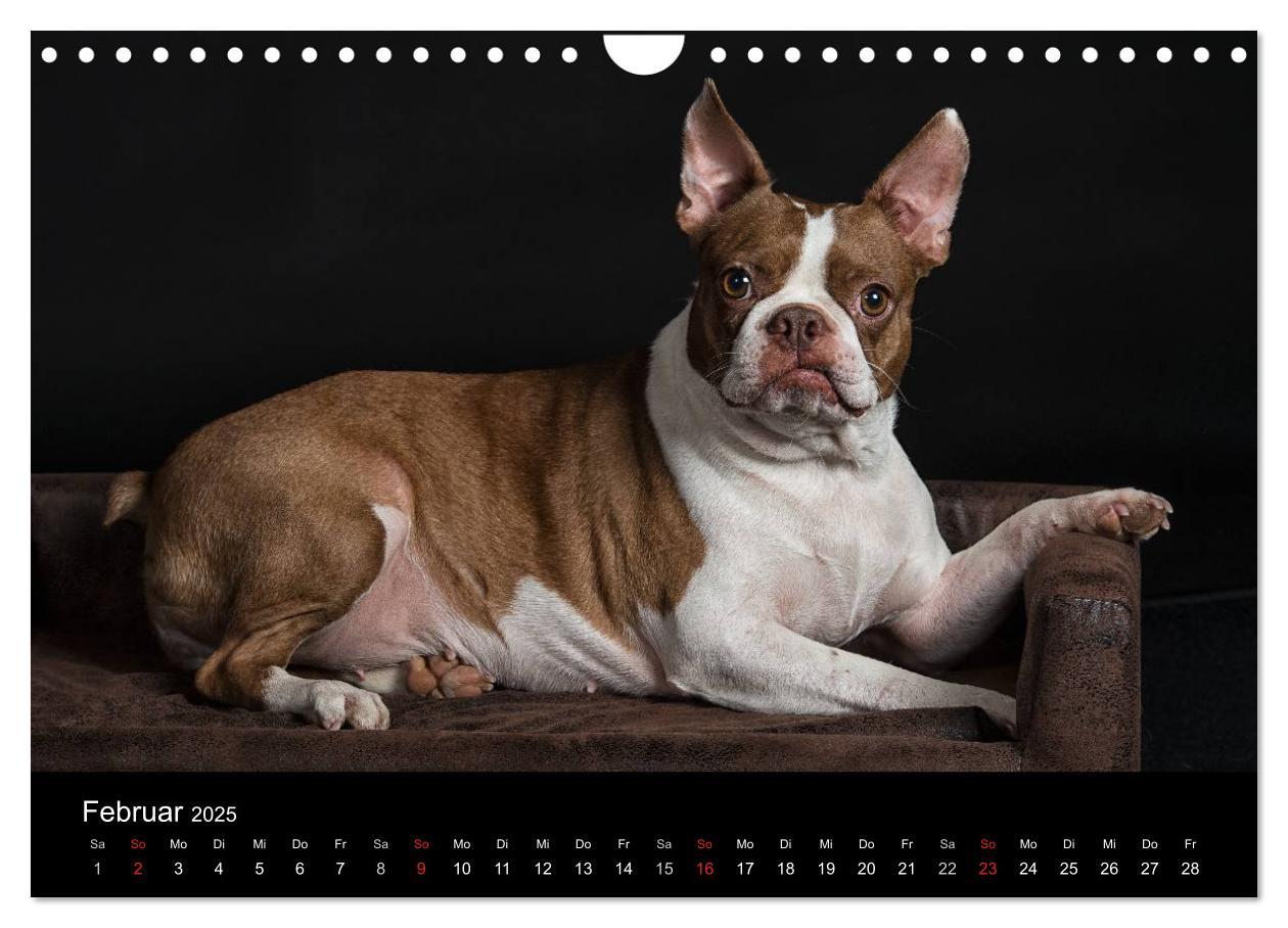 Bild: 9783435614318 | Colored Boston Terrier 2025 (Wandkalender 2025 DIN A4 quer),...