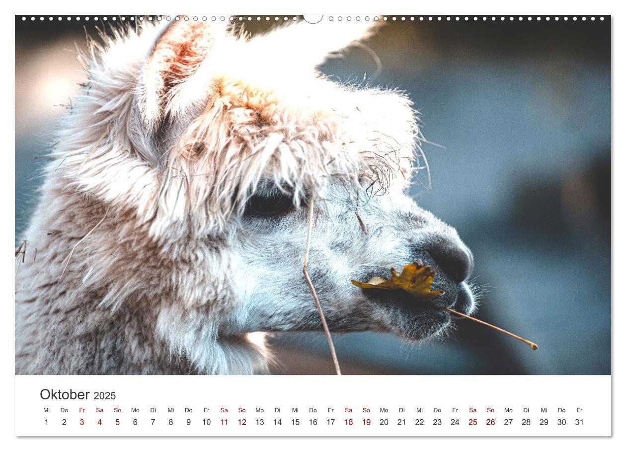 Bild: 9783435003068 | Lamas und Alpakas - Die weichen Neuweltkamele. (Wandkalender 2025...