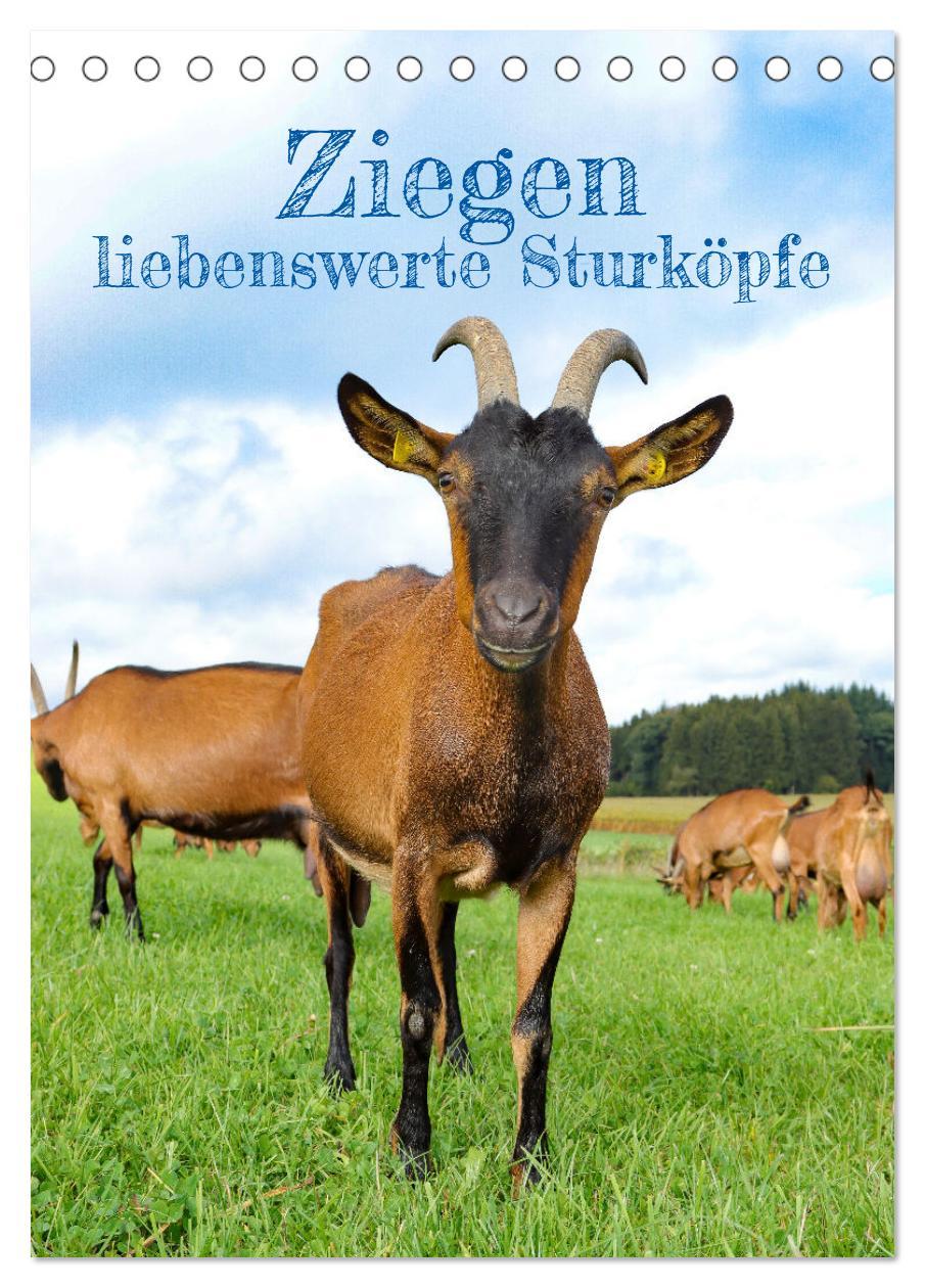 Cover: 9783435924639 | Ziegen - liebenswerte Sturköpfe (Tischkalender 2025 DIN A5 hoch),...