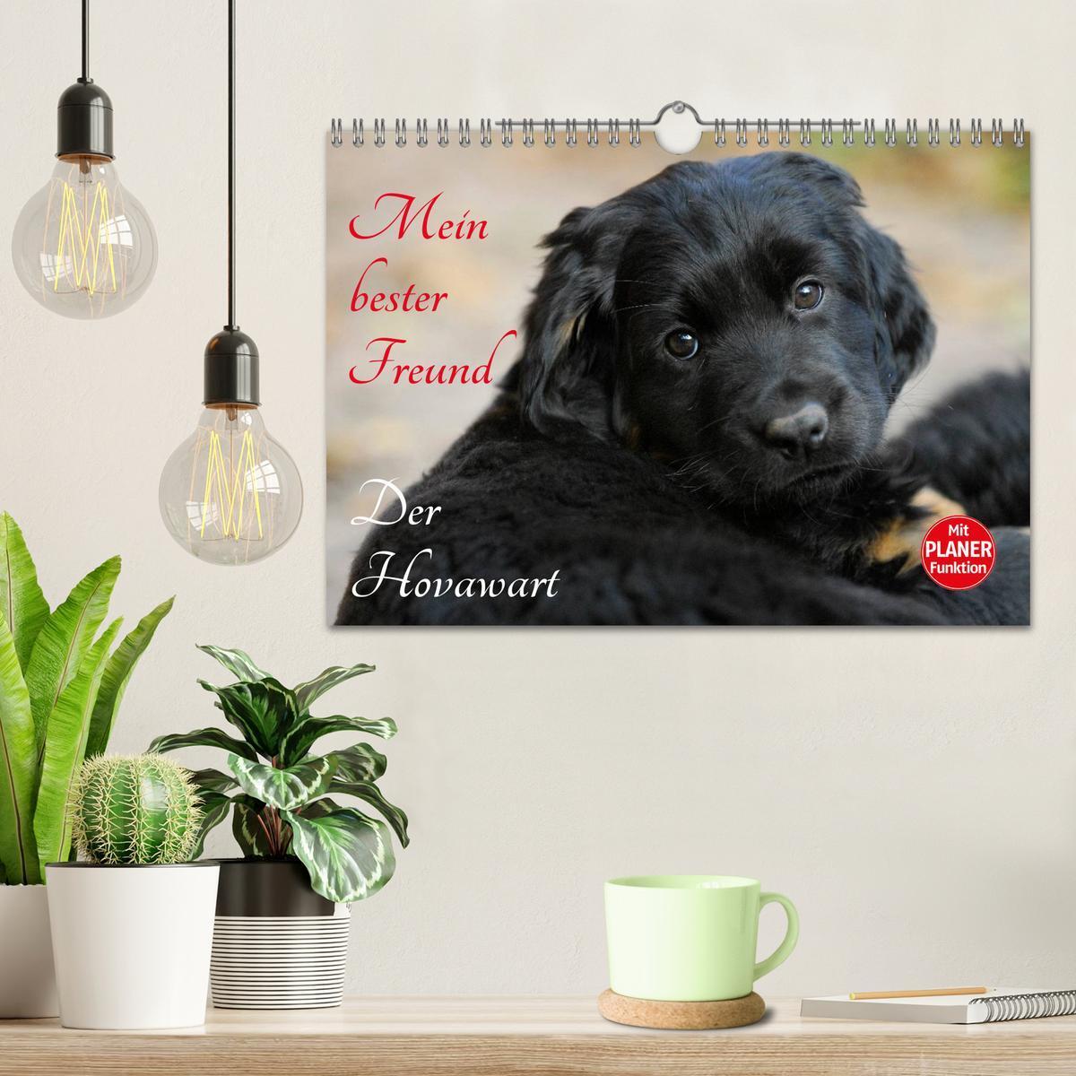 Bild: 9783435545681 | Mein bester Freund - Der Hovawart (Wandkalender 2025 DIN A4 quer),...