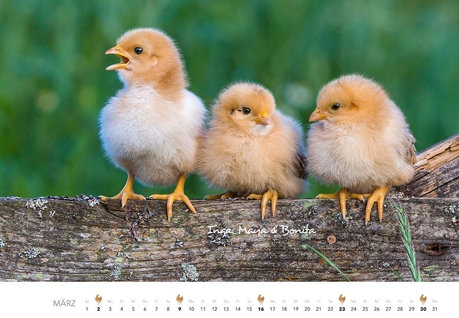 Bild: 9783966648202 | Hühner Kalender 2025 | Der Tierkalender mit den charmanten Namen