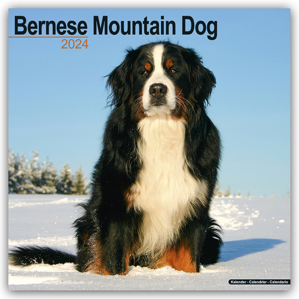 Cover: 9781804600146 | Bernese Mountain Dog - Berner Sennenhund 2024 - 16-Monatskalender