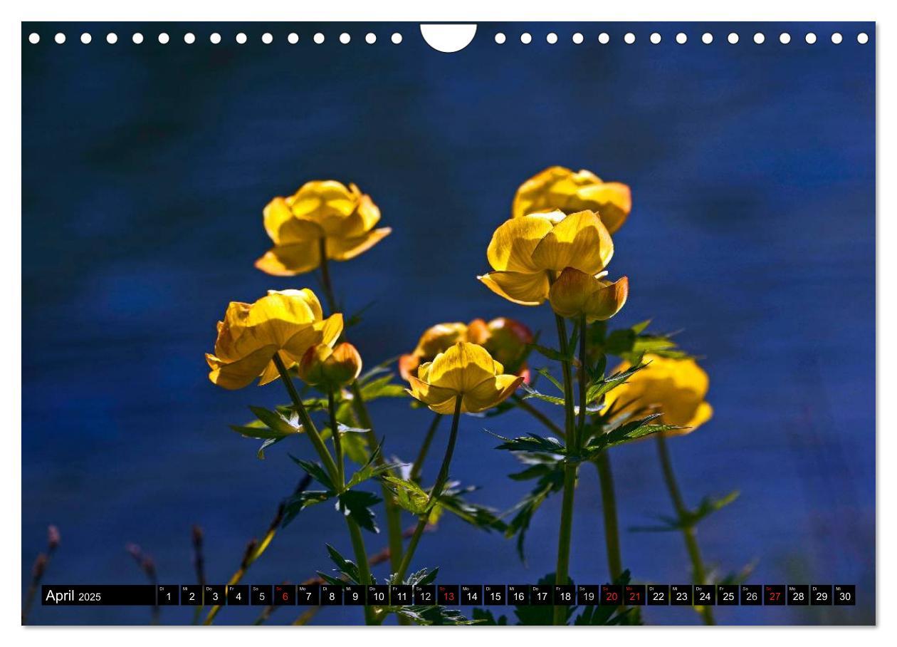 Bild: 9783435724666 | Meine 12 schönsten Alpenblumen (Wandkalender 2025 DIN A4 quer),...