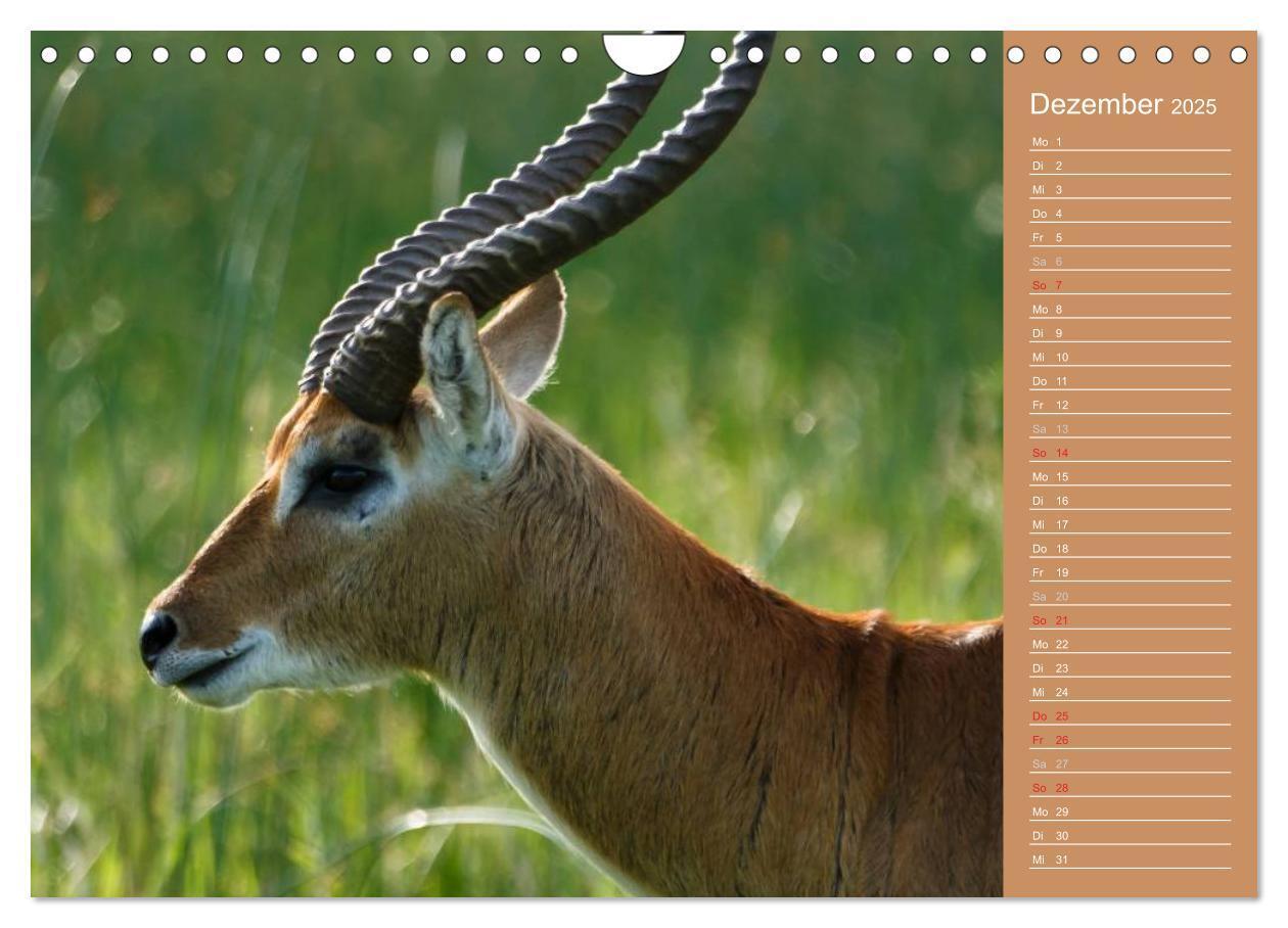 Bild: 9783435675487 | Afrika - Faszinierende Tierwelt (Wandkalender 2025 DIN A4 quer),...