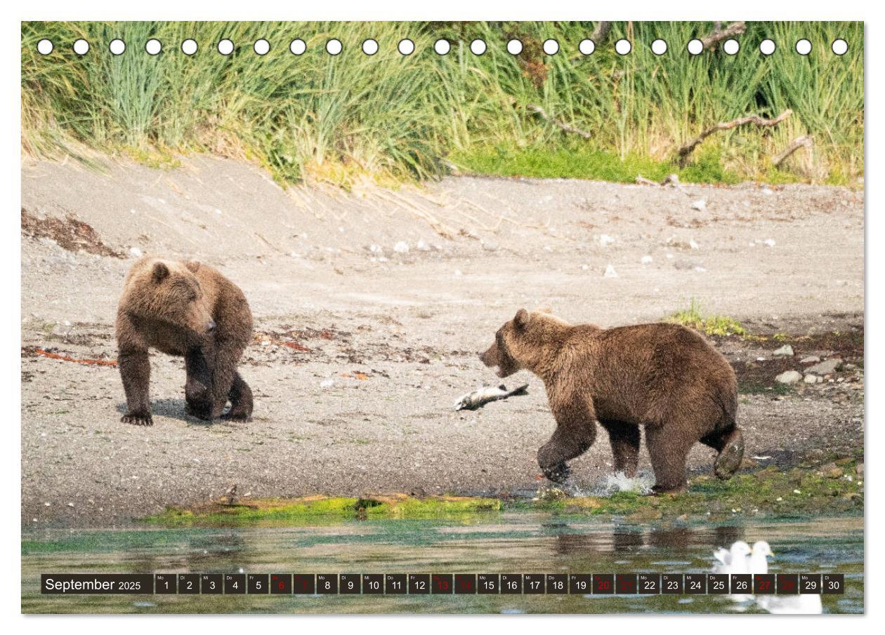 Bild: 9783435186570 | Grizzlybären im Katmai Nationalpark Alaska (Tischkalender 2025 DIN...