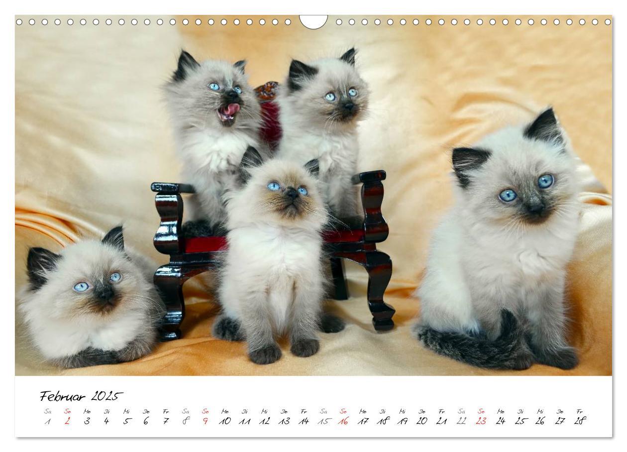 Bild: 9783435606207 | Katzenparade (Wandkalender 2025 DIN A3 quer), CALVENDO Monatskalender