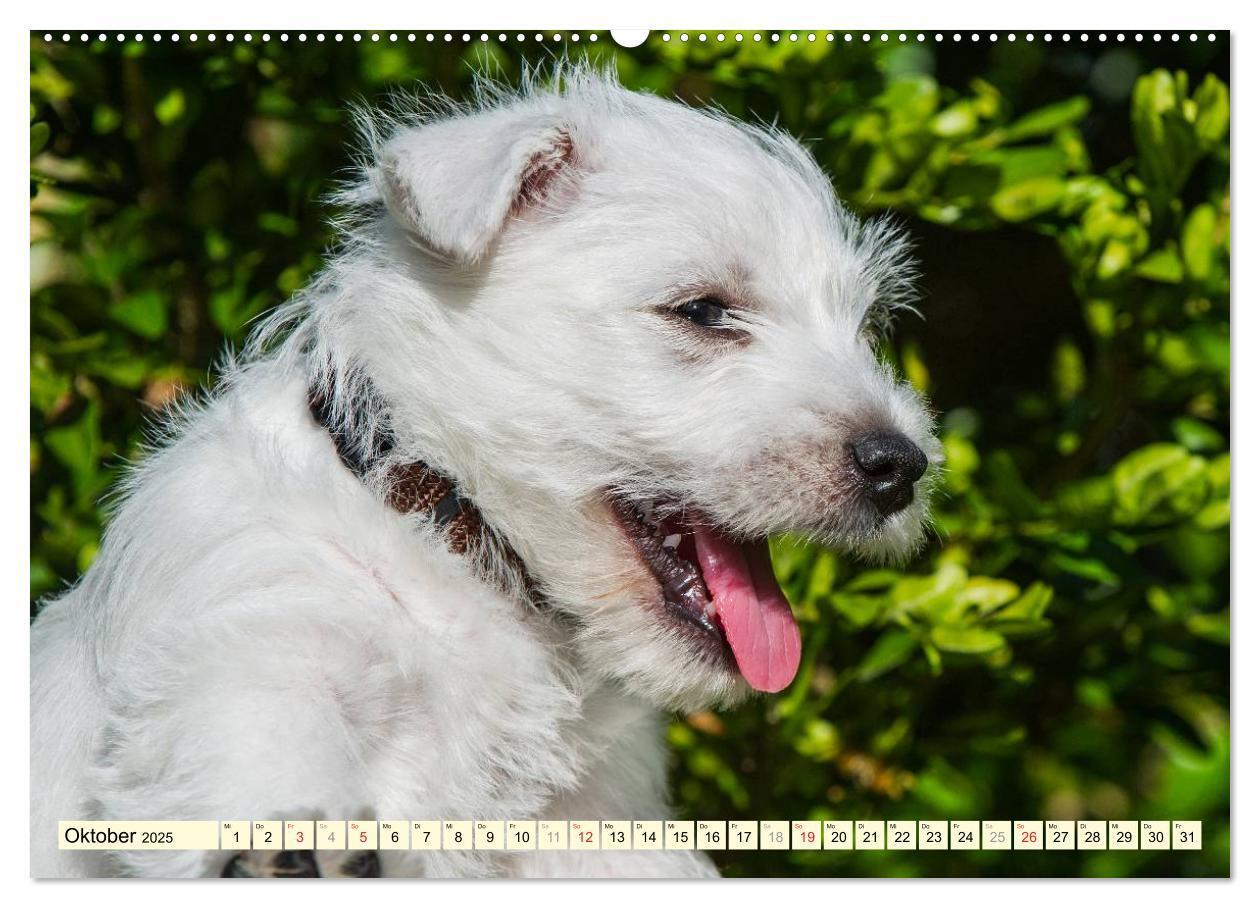 Bild: 9783435462186 | Kobold auf 4 Pfoten - West Highland White Terrier (Wandkalender...