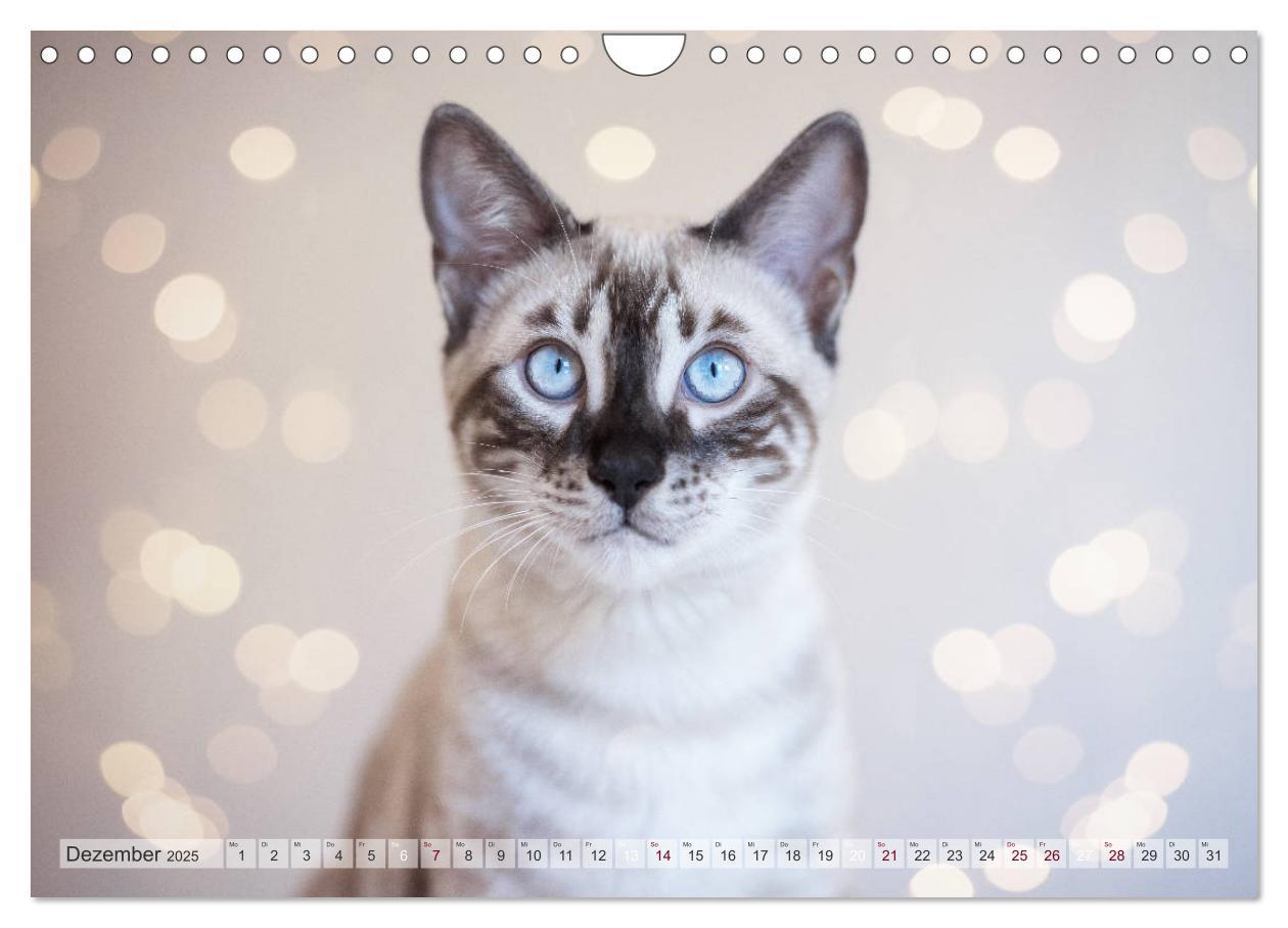 Bild: 9783435178889 | Wildes Wohnzimmer - Die Bengalkatze (Wandkalender 2025 DIN A4...