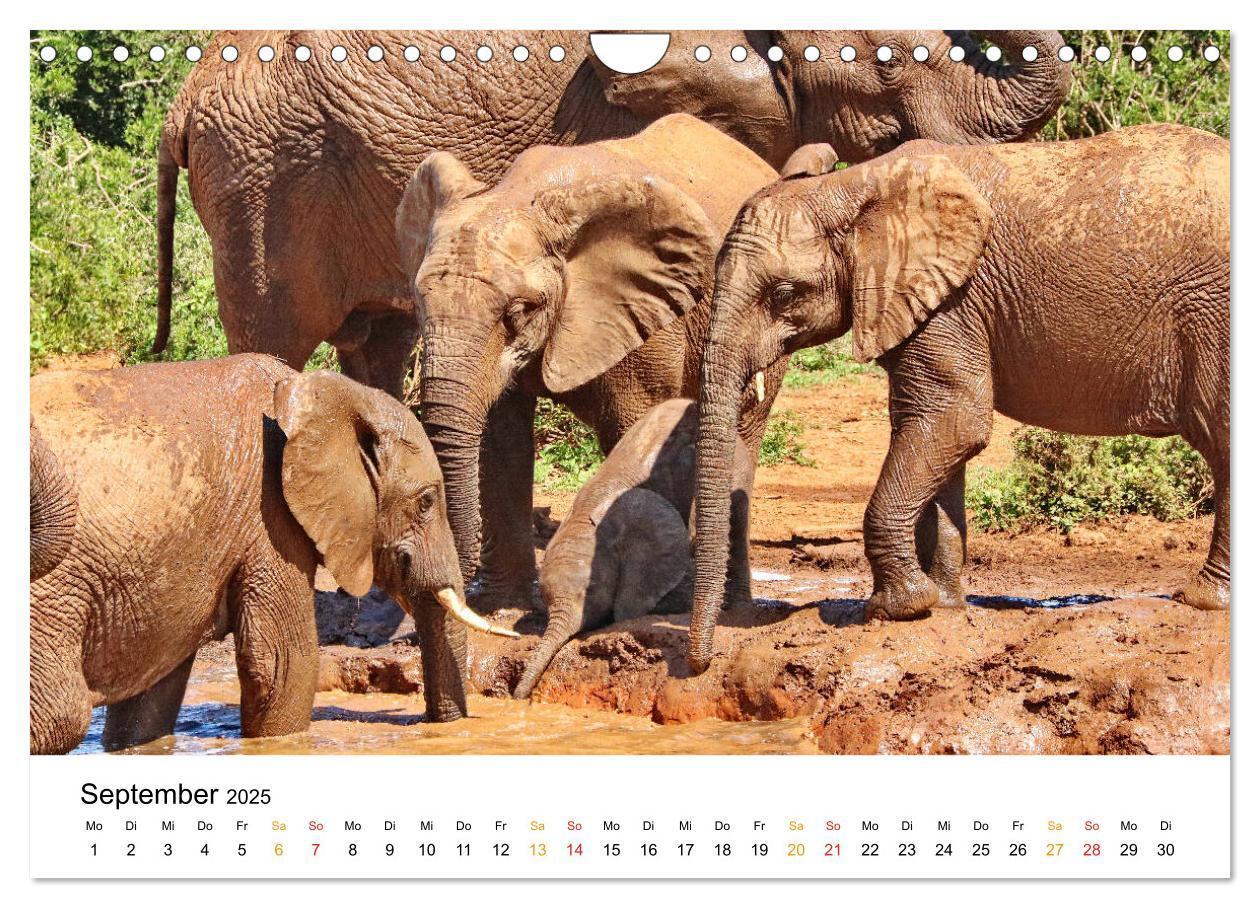 Bild: 9783435229093 | ADDO ELEPHANT NATIONAL PARK Elefanten Babies (Wandkalender 2025 DIN...