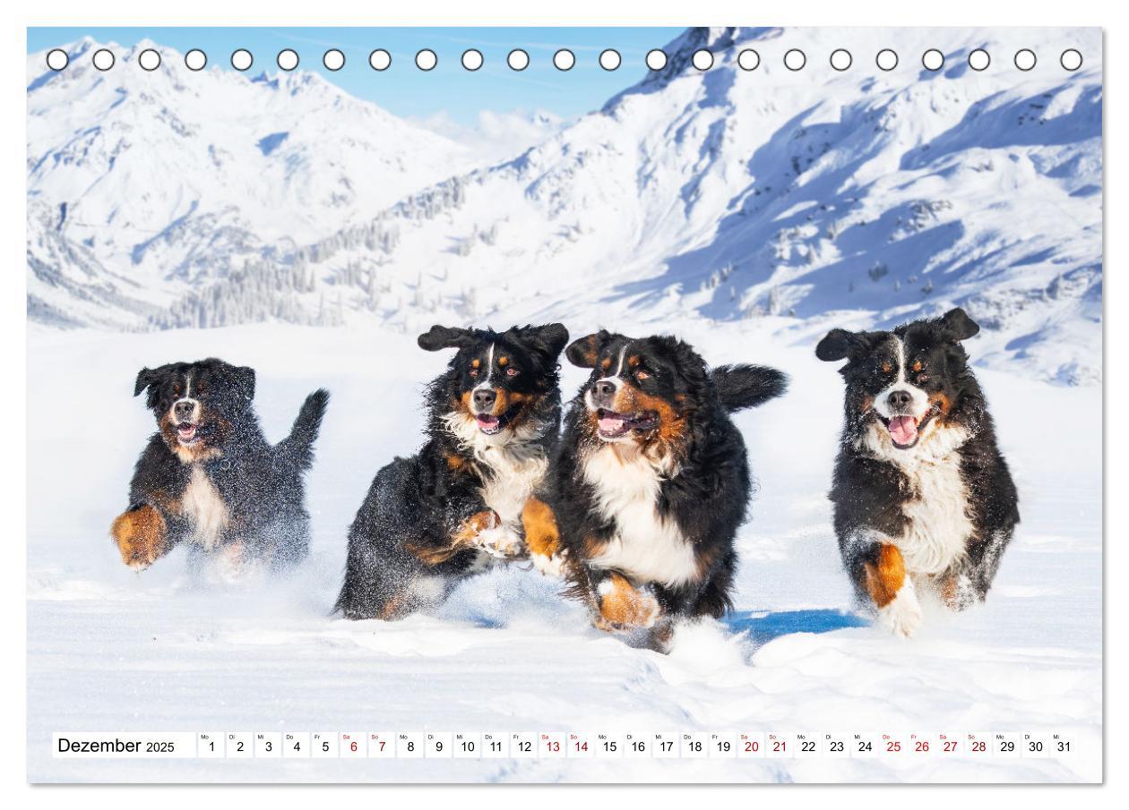 Bild: 9783383924279 | Berner Sennenhund - Eine Liebe für´s Leben (Tischkalender 2025 DIN...