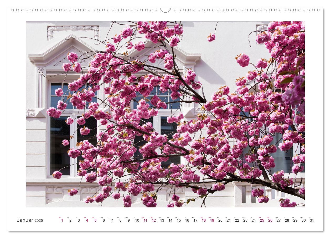 Bild: 9783457127919 | Japanische Kirschblüte in Bonn (Wandkalender 2025 DIN A2 quer),...