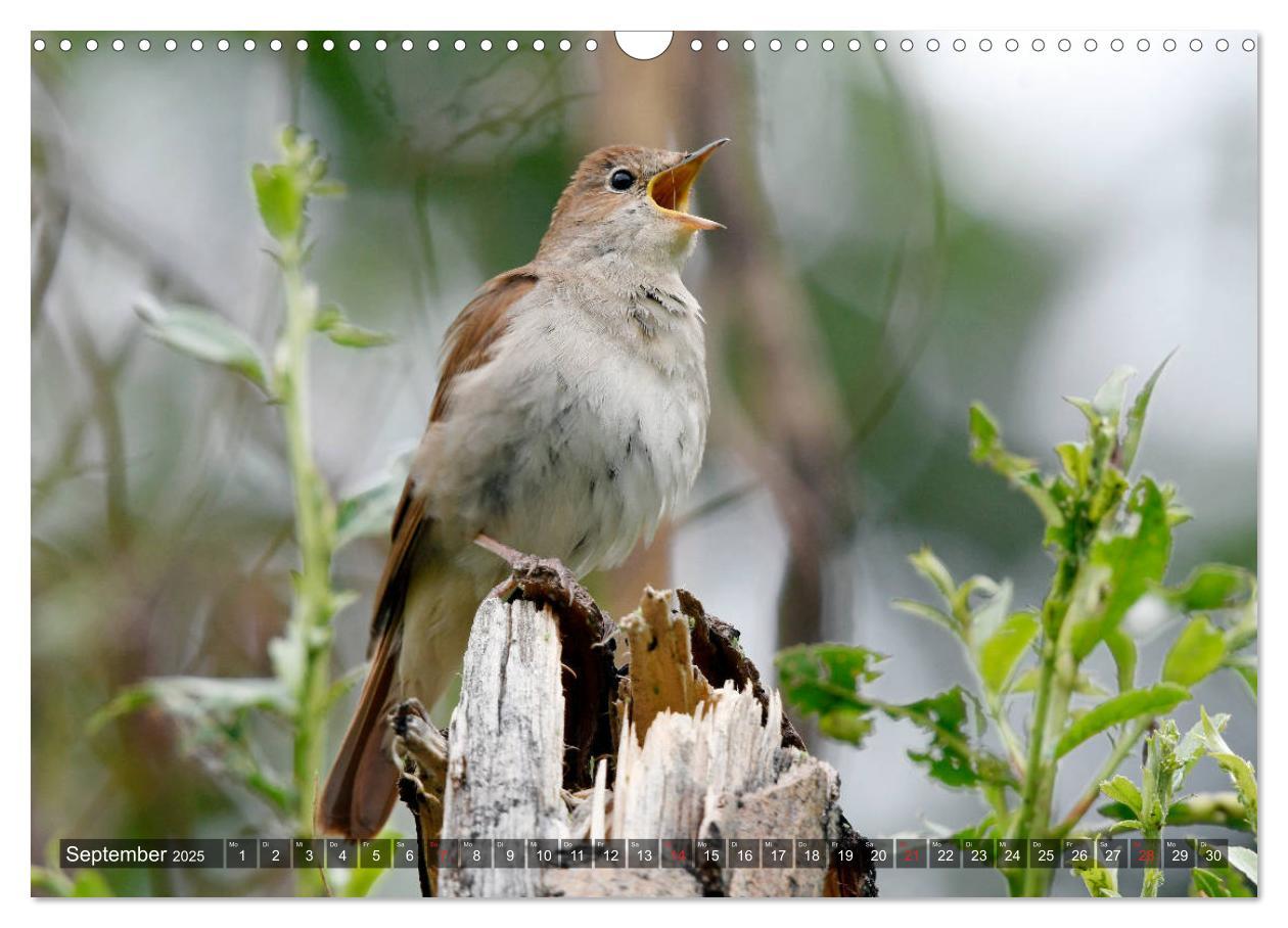 Bild: 9783435192755 | Heimische Singvögel in Feld und Flur (Wandkalender 2025 DIN A3...